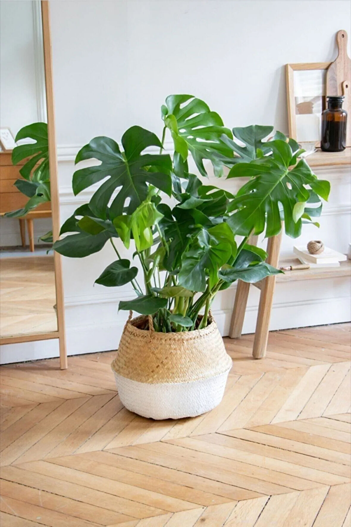 Monstera/deve Tabanı Dolgun Form