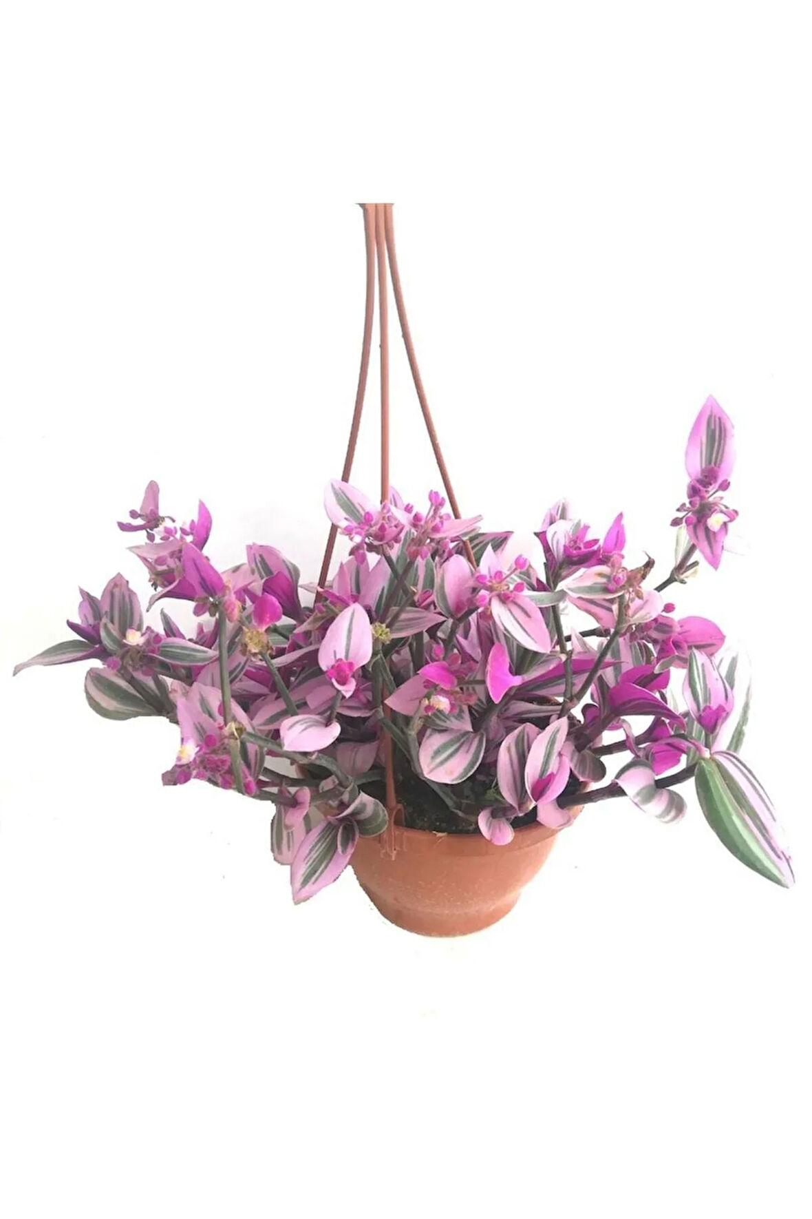 Telgraf Çiçeği Askılı Saksı, Pembe