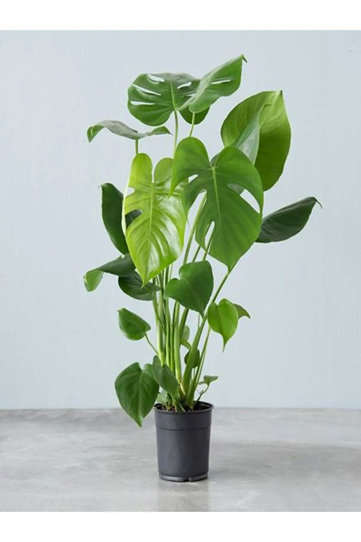 Videolu Deve Tabanı Çiçeği 1 Adet Saksılı 60-100cm Iç Mekan Salon Bitkisi(MONSTERA DELİCİOSA)