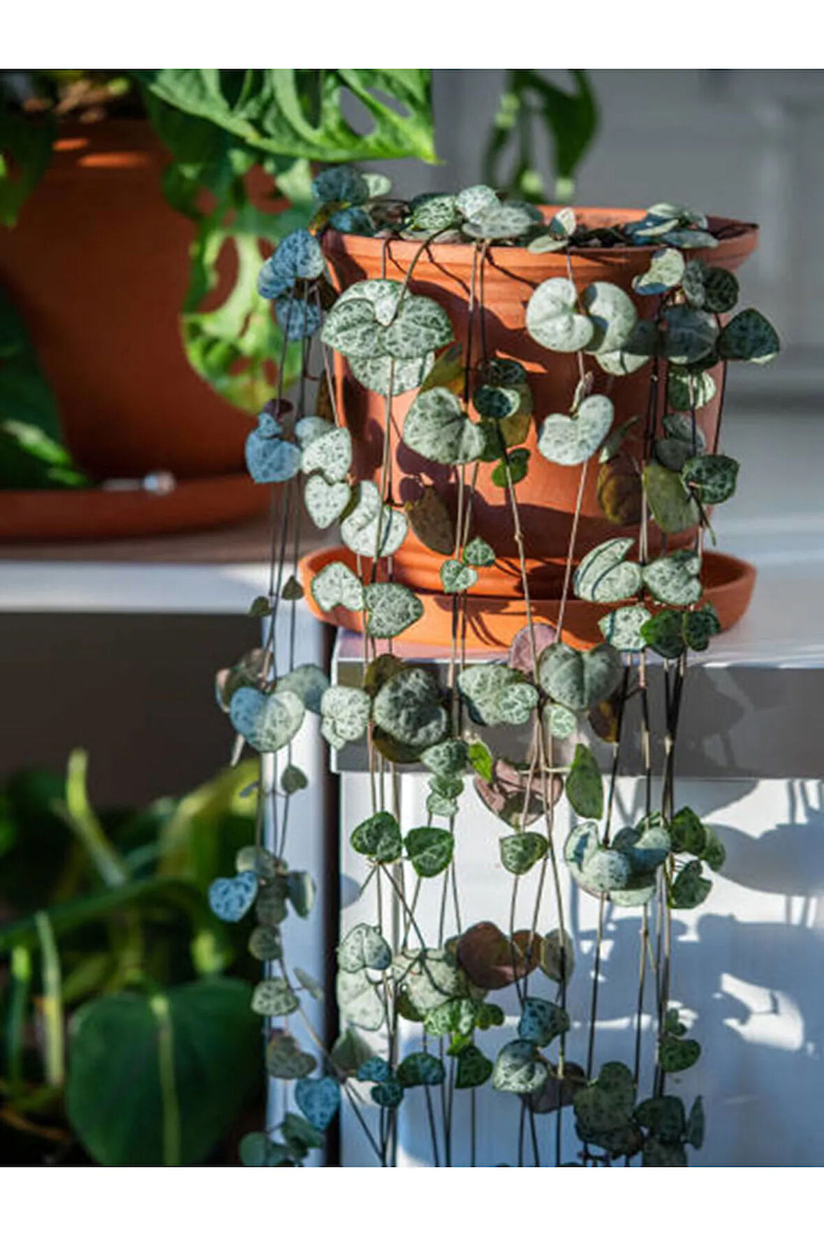 Videolu Kalp Kalbe Karşı Bitkisi 1 Adet Saksılı 20-40cm Iç Mekan Ev Salon Bitkisi (CEROPEGİA WOODİİ)