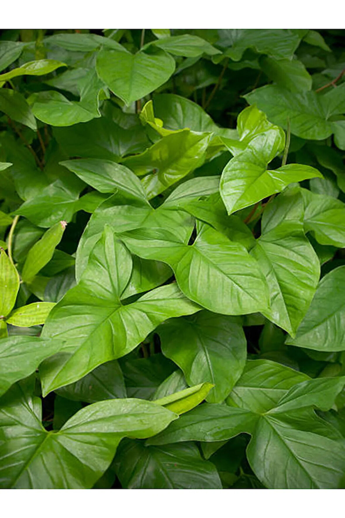 Videolu Yeşil Melek Kanadı Çiçeği Fidanı 1 Adet Saksılı/ Tüplü 40-60cm Iç Mekan Bitkisi (SYNGONİUM)