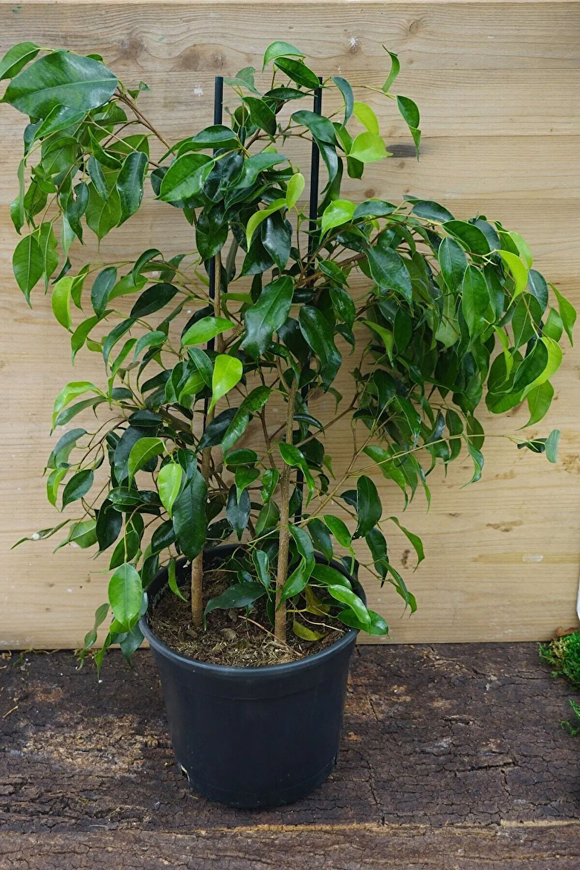 Benjamin Bitkisi Salon Bitkisi 60 cm