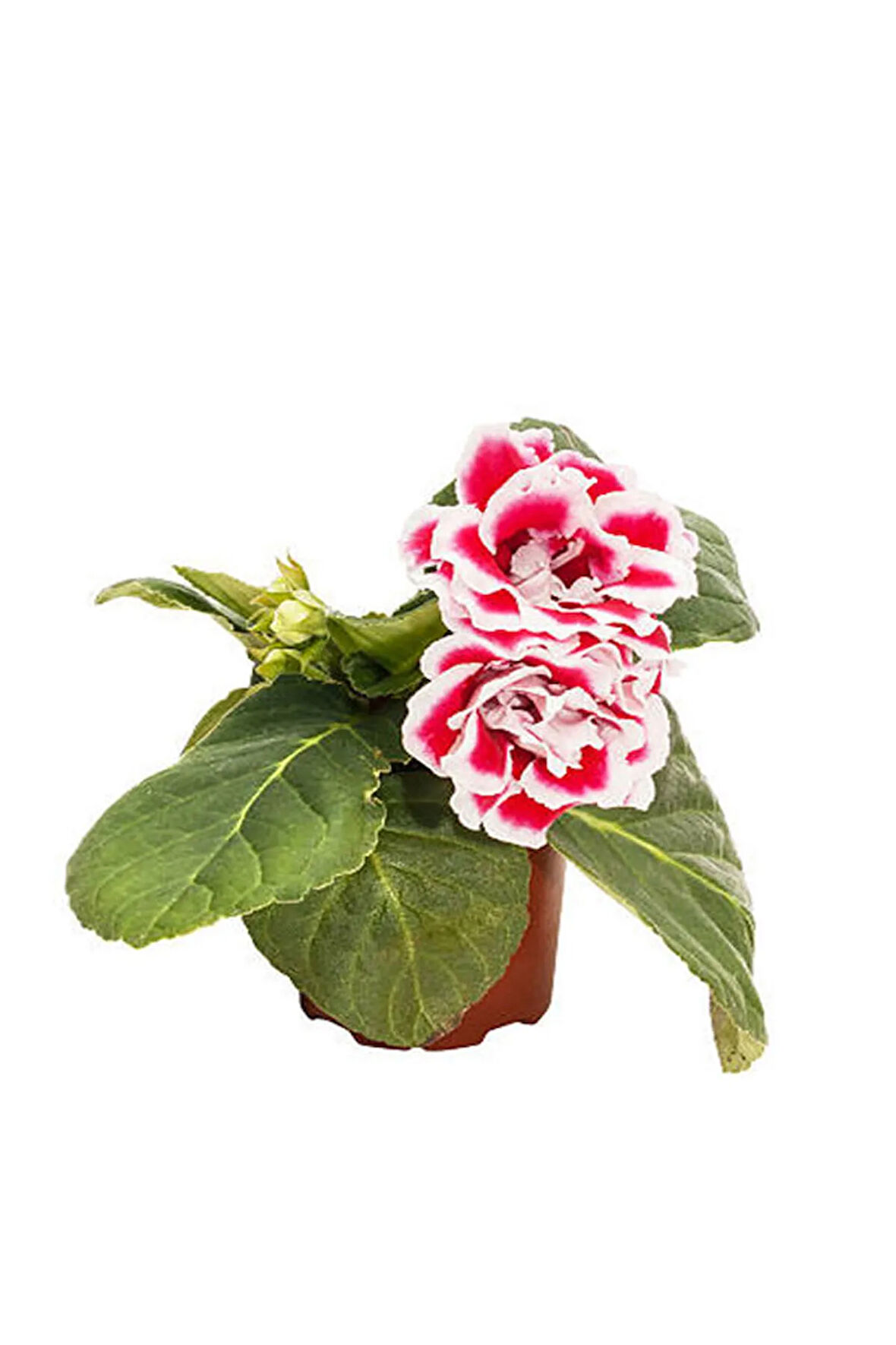 Videolu Bardak Menekşesi Pembe-beyaz Çiçekli 1 Adet Saksılı 10-20cm Salon Teras Bitkisi ( Gloxinia)