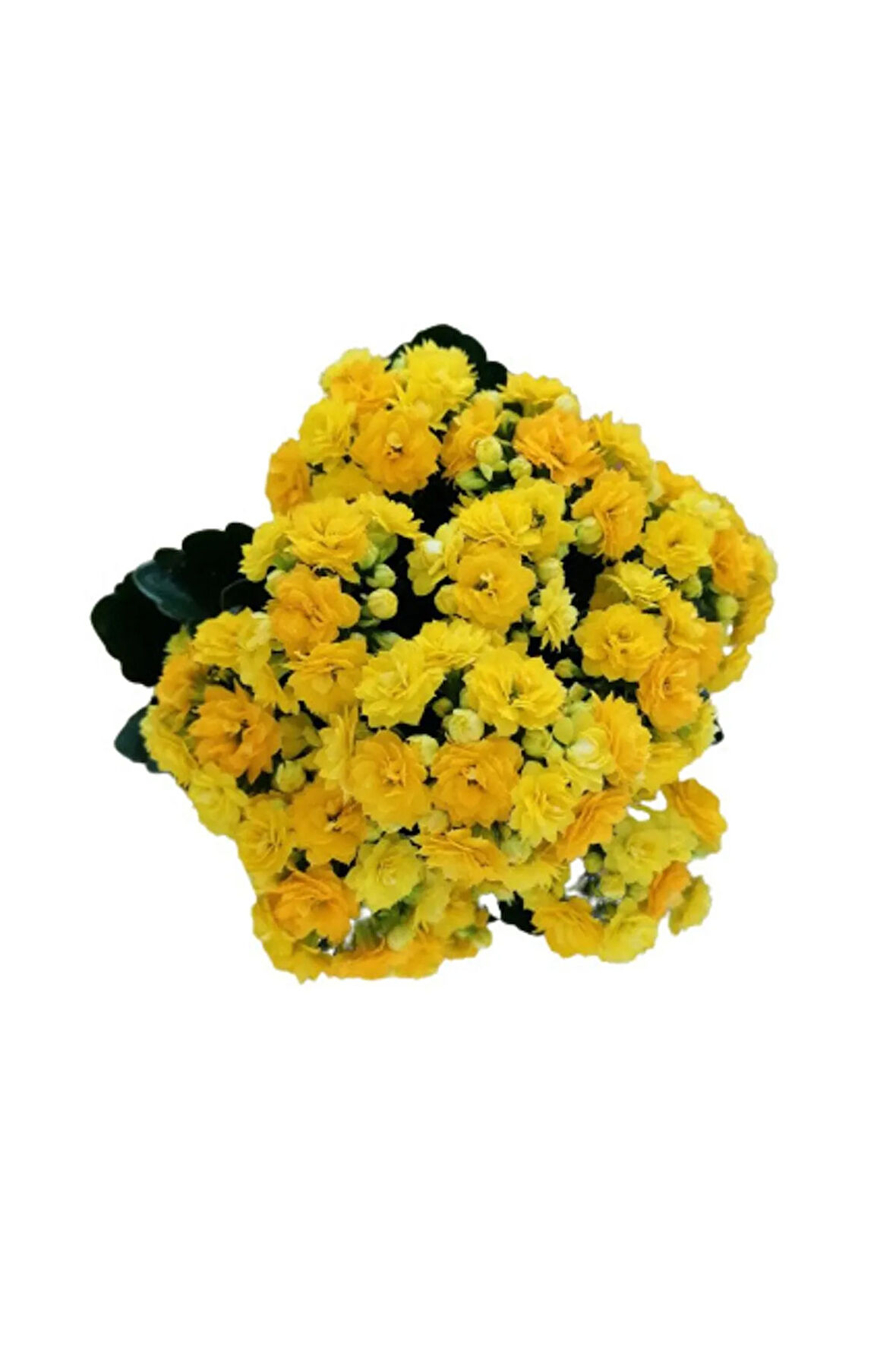 Videolu Sarı Renk Kalanşo Çiçeği 1 Adet Saksılı 10-20cm Iç Mekan Salon Bitkisi (KALANCHOE)