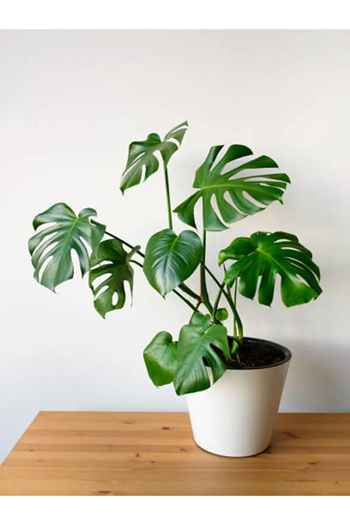 Videolu Deve Tabanı 1 Adet Saksılı 60-85 Cm Iç Mekan Salon Ofis Bitkisi (MONSTERA DELİCİOUS)