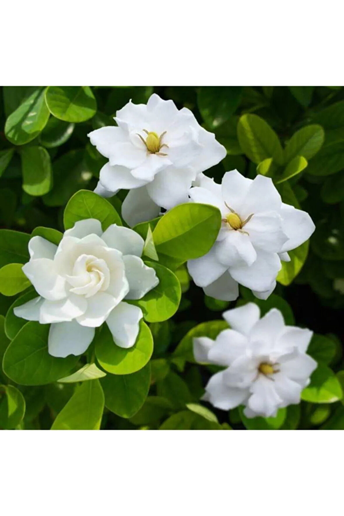 Gardenya Çiçeği-gardenia Jasminoides- Köklü,kendi Bitkini Yetiştir