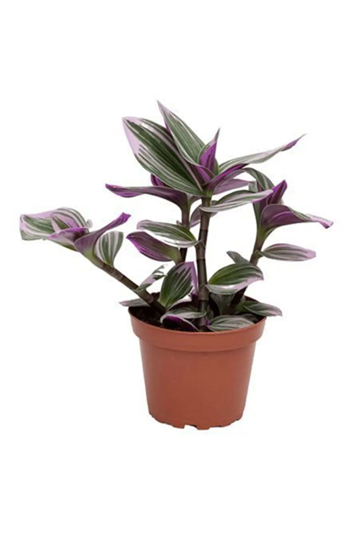 3-4 Köklü Tradescantia Nanouk (pembe Telgraf Çiçeği)