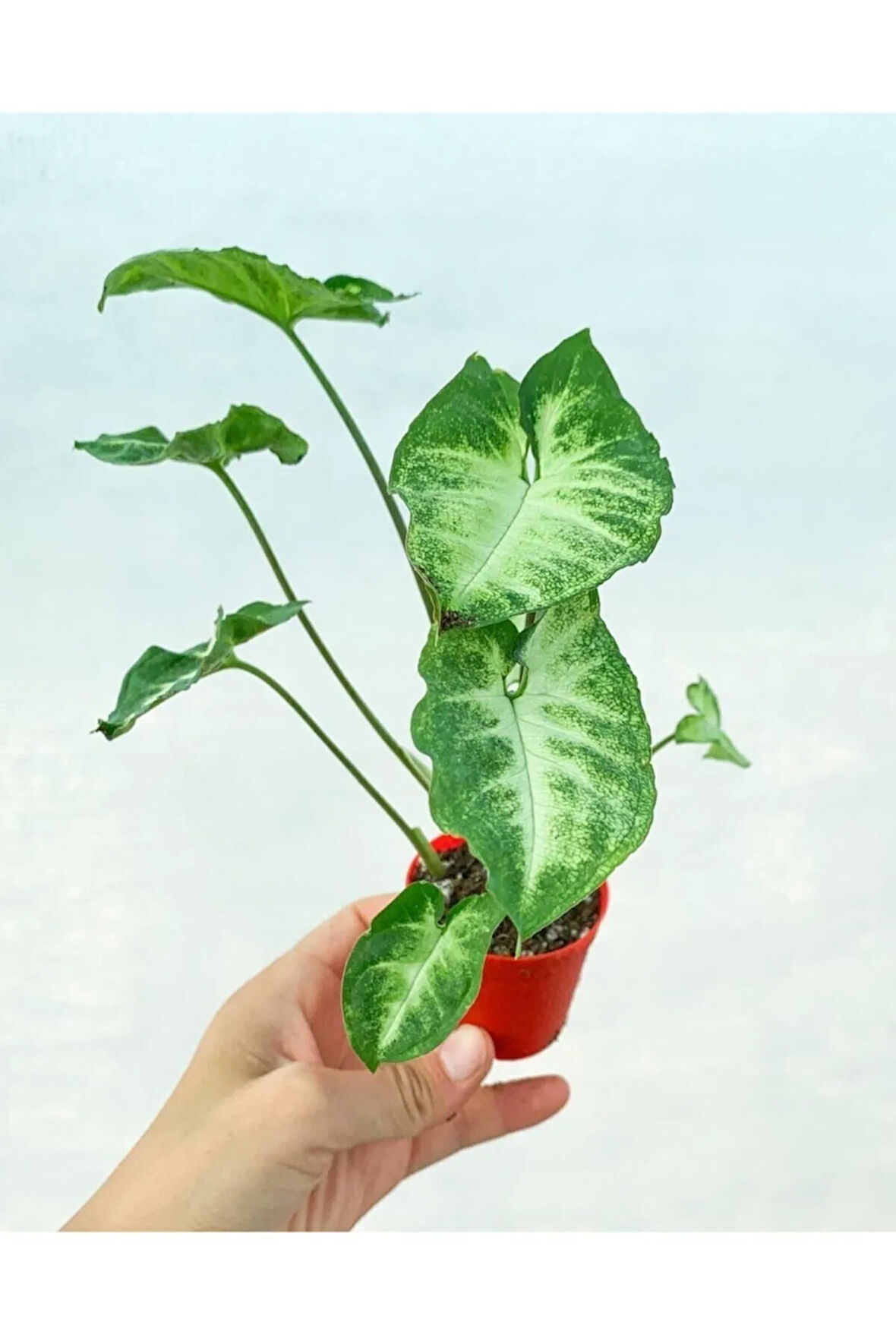 Videolu Melek Kanadı 1 Adet Saksılı 10-20cm Iç Mekan Bitkisi (SYNGONİUM PİXİE)