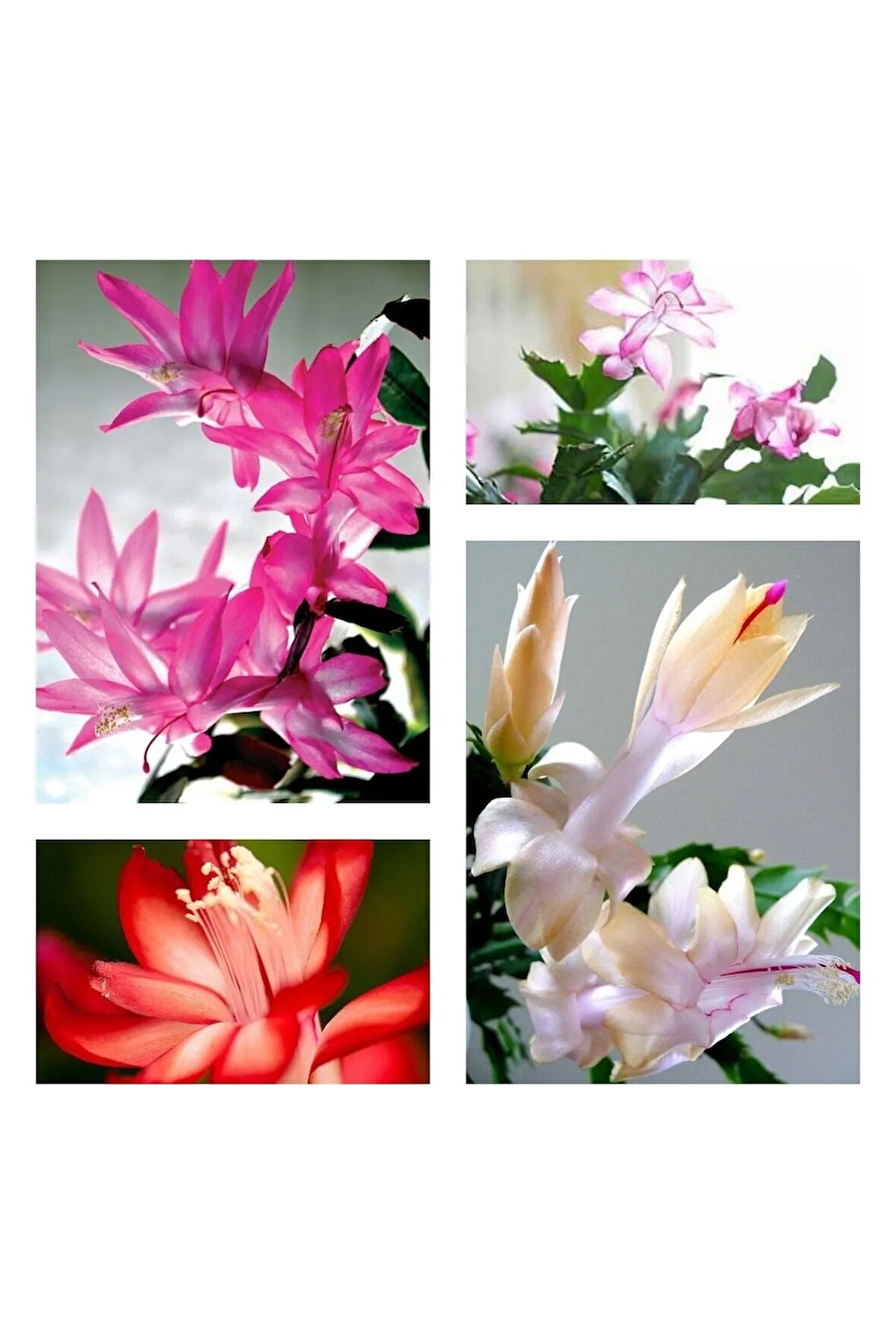 Videolu Yılbaşı Çiçeği Karışık Renk 4 Adet Mini Saksıda 10-15cm Iç Mekan Bitkisi (RHİPSALİDOPSİS)