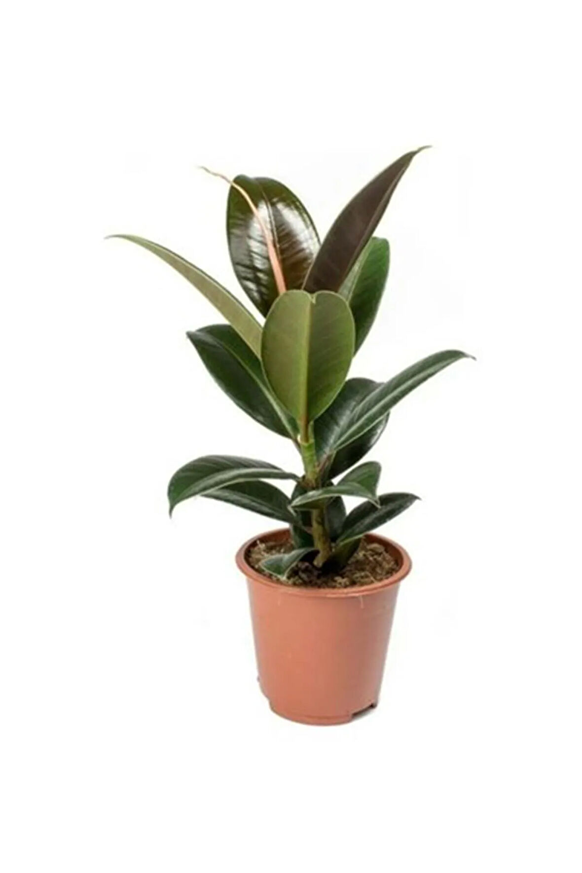 Ficus Elastica Kauçuk Bitkisi