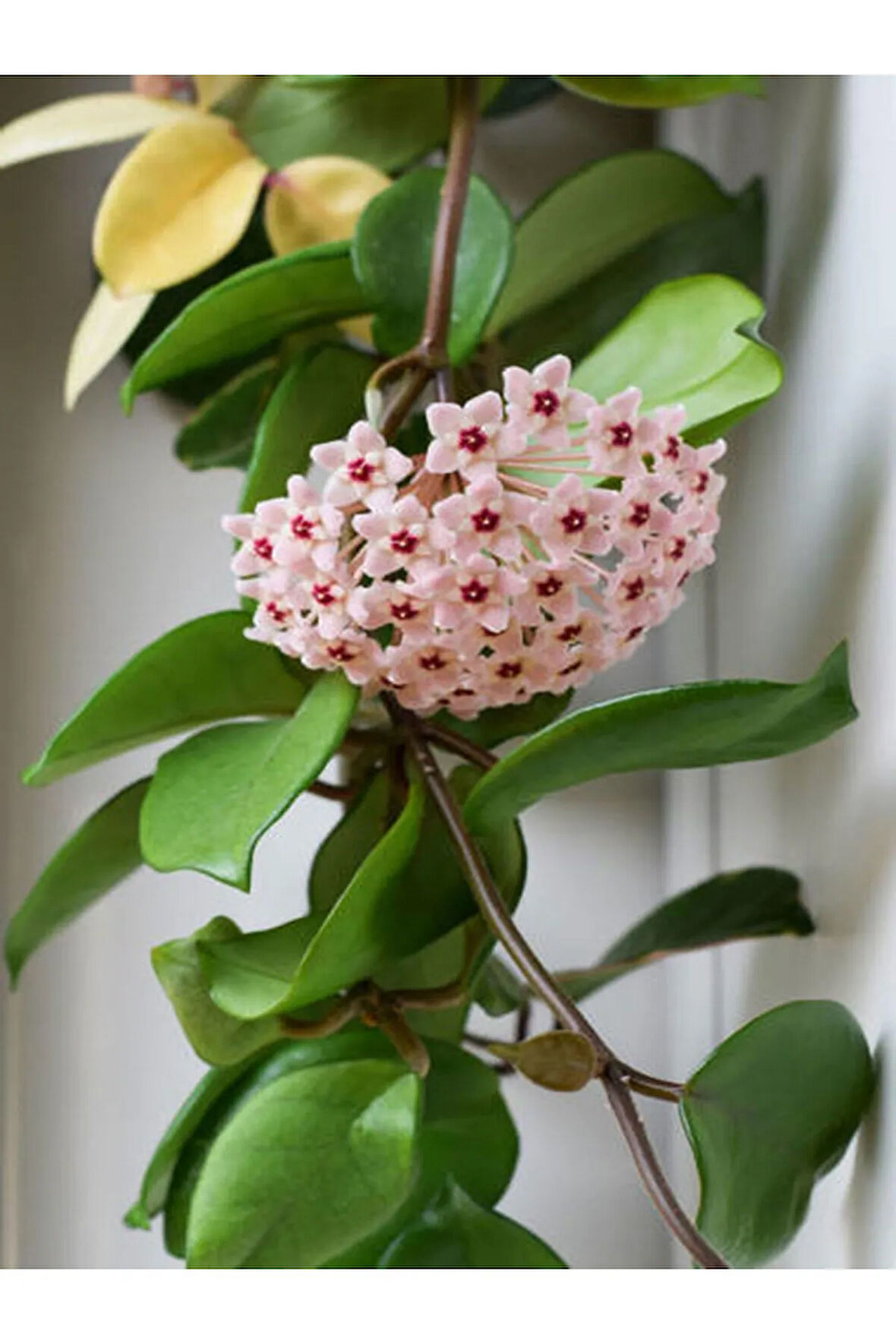 1 Metre Mum Çiçeği Hoya Carnosa Kokulu Çiçekleri Pembe Beyaz Renklidir.