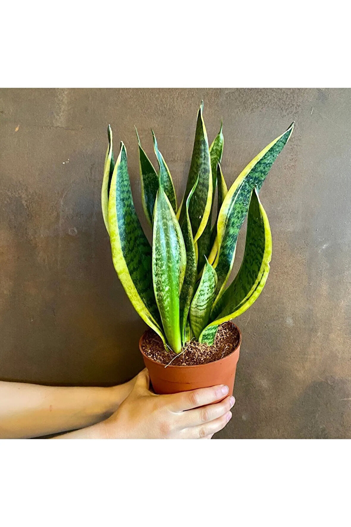 Videolu Paşa Kılıcı Peygamber Kılıcı Bitkisi 1 Adet Saksılı 30-40 Cm Salon Ofis Bitkisi(SANSEVİERİA)