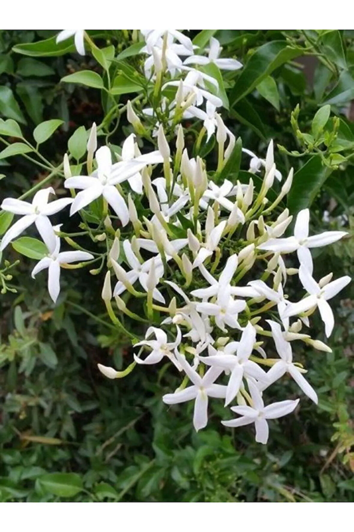 Limon Kokulu Yasemin Çiçeği Fidanı Kokulu Ful Yasemin Çiçeği 40-80cm