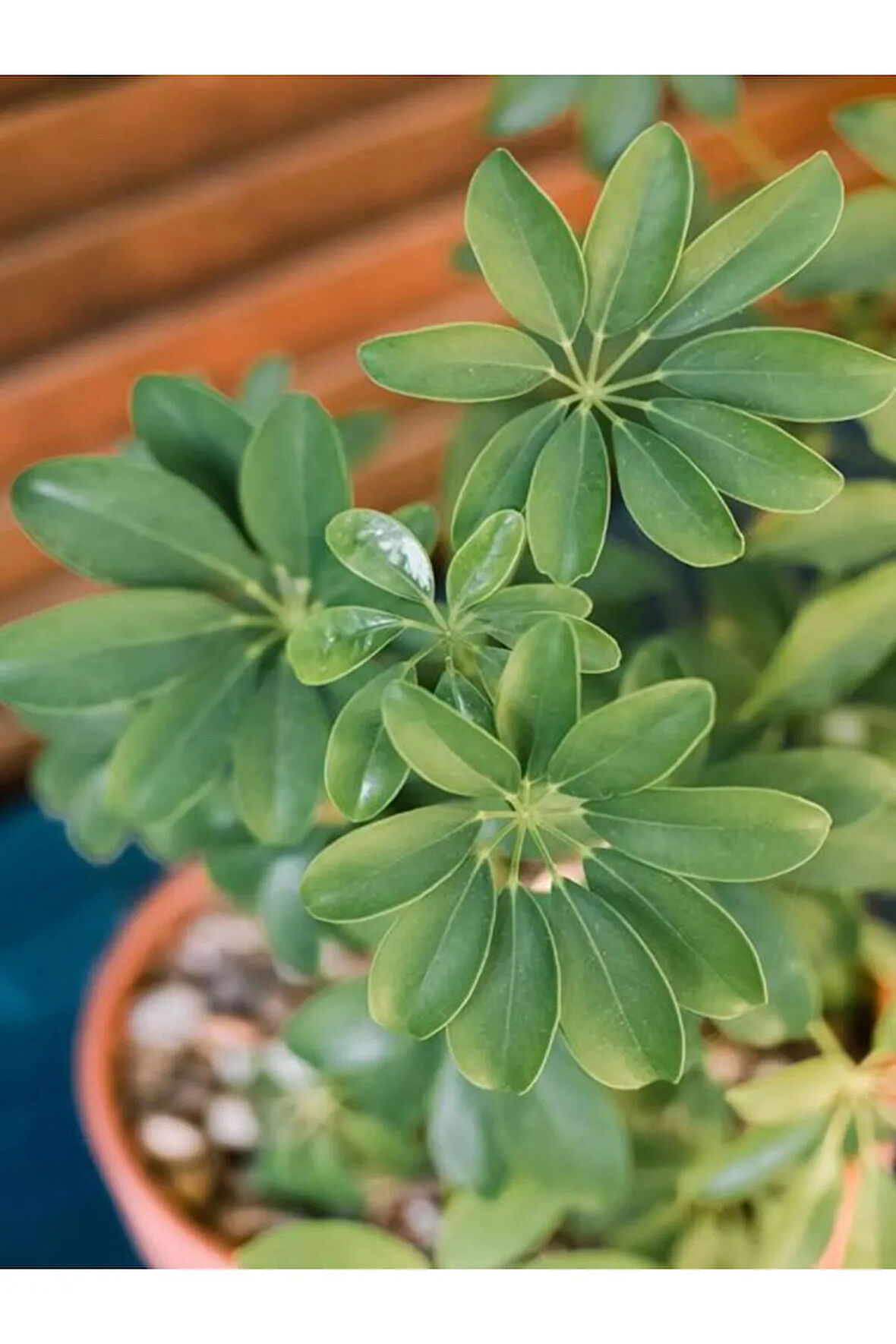 Videolu Yeşil Şeflera Çiçeği Fidanı 1 Adet Saksılı 75-90cm Iç Mekan Ofis Bitkisi(SCHEFFLERA)