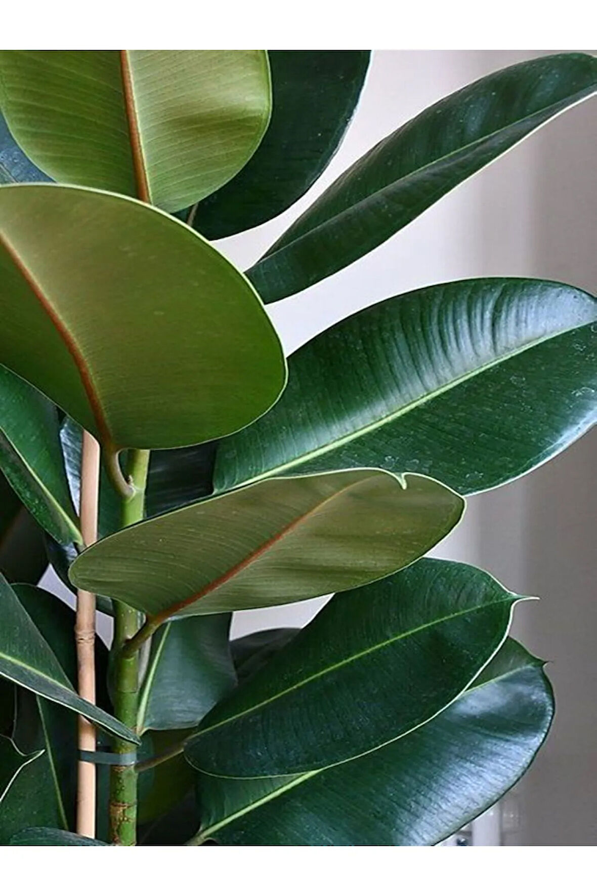 Videolu Kauçuk Bitkisi Tek Gövde 1 Adet Saksılı/ Tüplü 60-80cm Iç Mekan Bitkisi (FİCUS ELASTİCA)