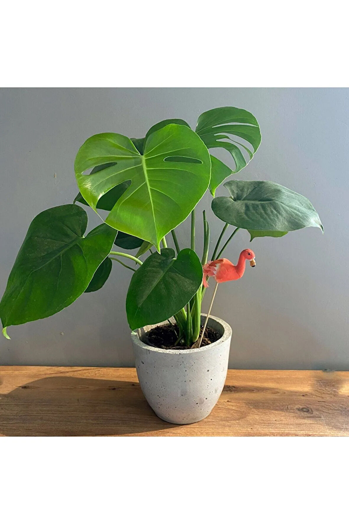 Deve Tabanı 40-50 Cm