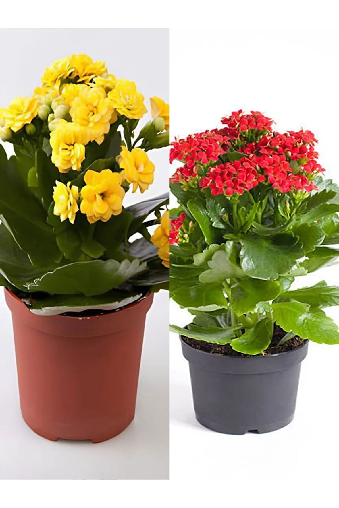 Videolu Kalanşo Çiçeği 2 Adet Mini Saksılı Sarı-kırmızı 10-15cm Iç Mekan Salon Bitkisi (KALANCHOE)