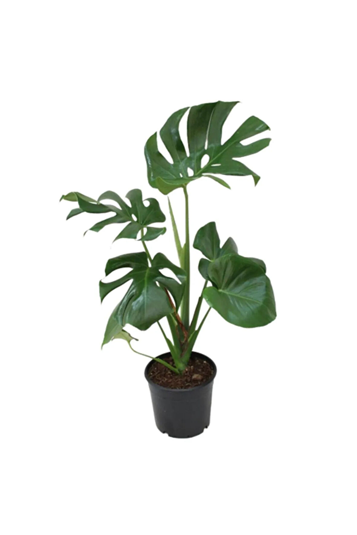 Monstera Deliciosa - Deve Tabanı Ev Ofis Bitkisi Çiçek