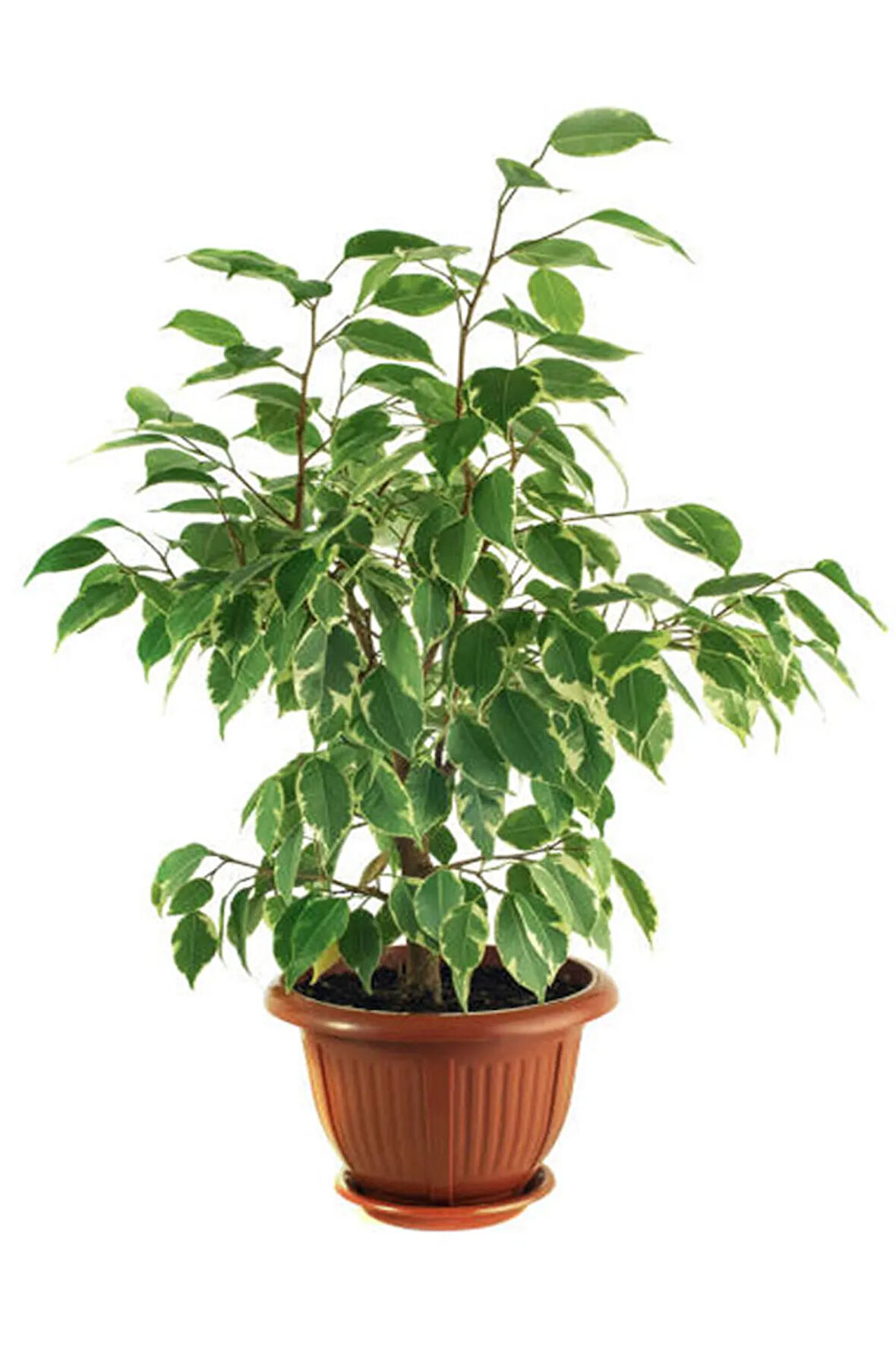 Videolu Benjamin Bitkisi 1 Adet Sakslı/ Tüpü 60-80 Cm Ofis Ev Salon Bitkisi( Ficus Benjamina)