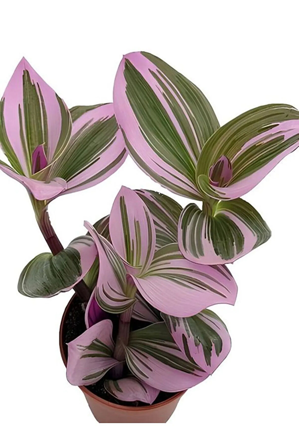 Videolu Ithal Telgraf Çiçeği 1 Adet Mini Saksılı 10-15cm Ev Ofis Salon Bitkisi (NANOUK TRADESCANTİA)