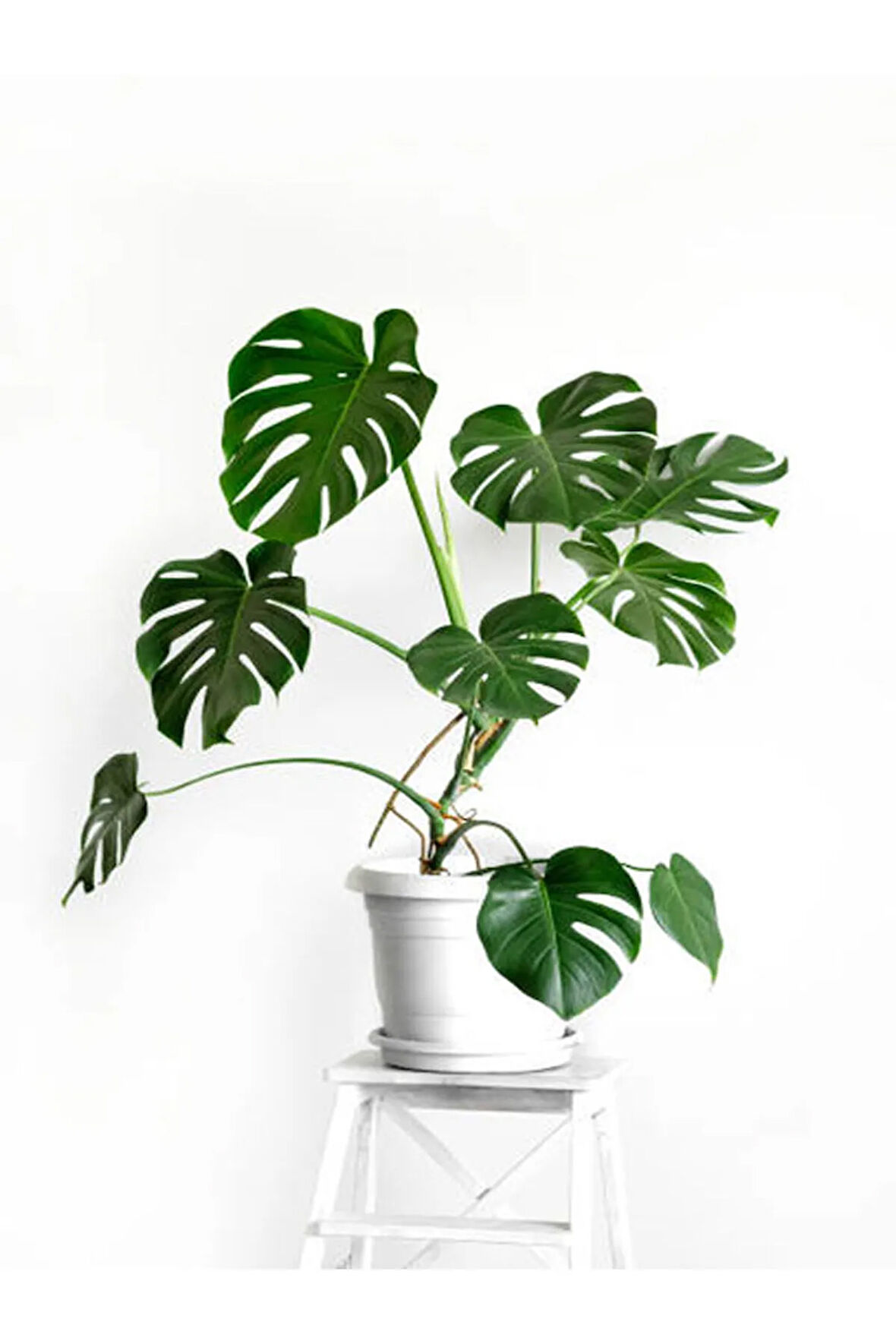 Videolu Deve Tabanı 1 Adet Saksılı/ Tüplü 40-60cm Ev Ofis Salon Bitkisi (MONSTERA DELİCİOSA)