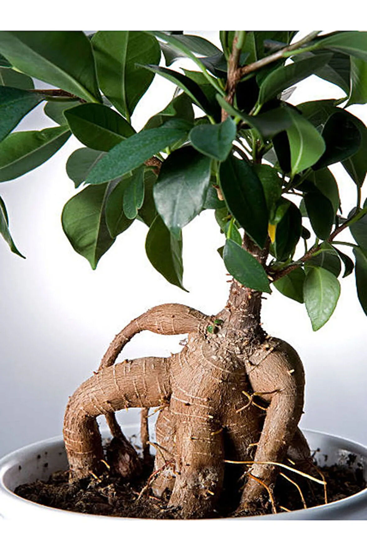 Videolu Ginseng Bonsai 1 Adet Saksılı 40-60 Cm Iç Mekan Salon Ofis Bitkisi (FİCUS MİCROCARPA)