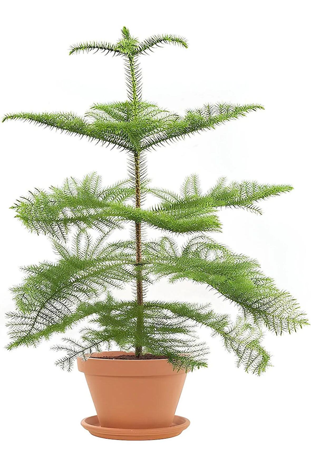 Videolu Salon Çamı Arokarya 1 Adet Saksılı/ Tüplü 60-80 Cm Ev Ofis Salon Bitkisi (ARAUCARİA)