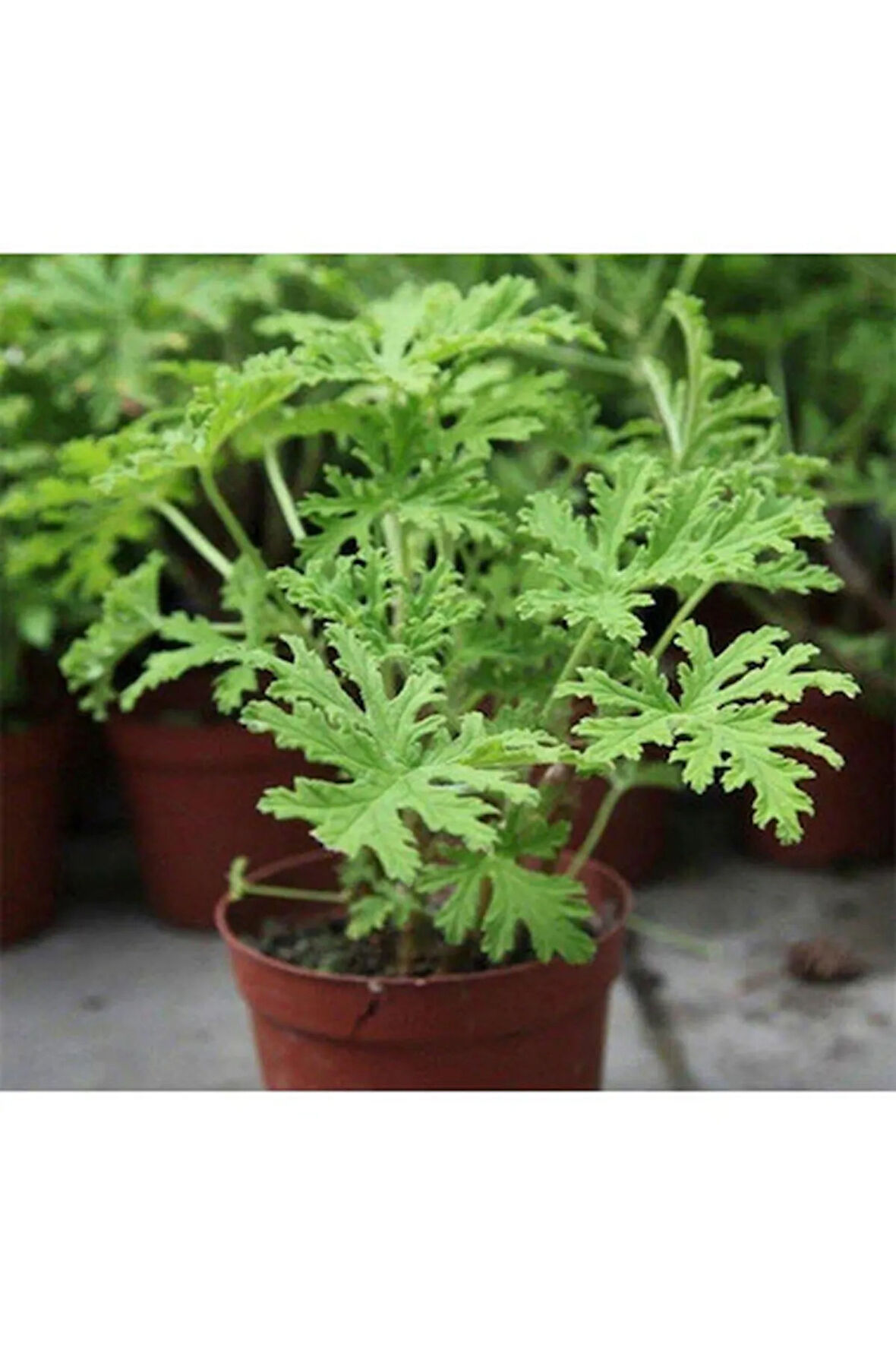 Videolu Kokulu Itır Bitkisi 1 Adet Saksılı 15-25cm Iç Mekan Teras Bitkisi Pelargonium Odoratissimum