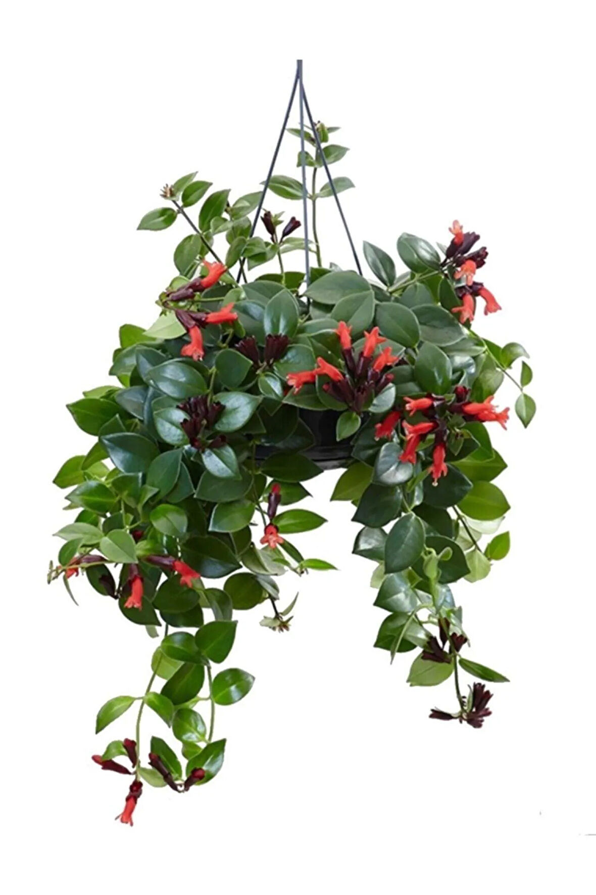 Videolu Ruj Çiçeği Sarmaşığı 1 Adet Askılı Saksıda 20-30cm Iç Mekan Bitkisi( Aeschynanthus)