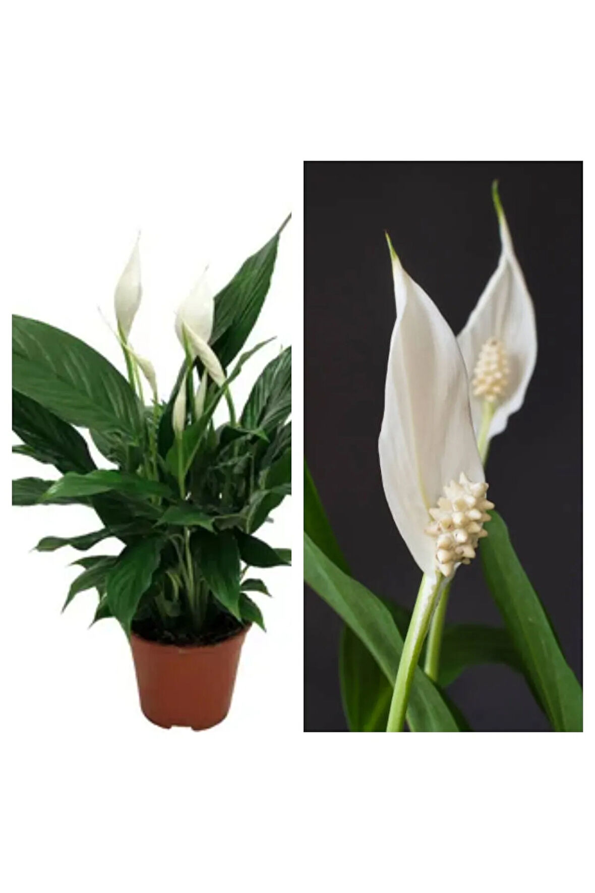 Videolu 1 Adet Beyaz Barış Çiçeği 50-80 Cm Saksılı Iç Mekan Bitkileri Spathiphyllum