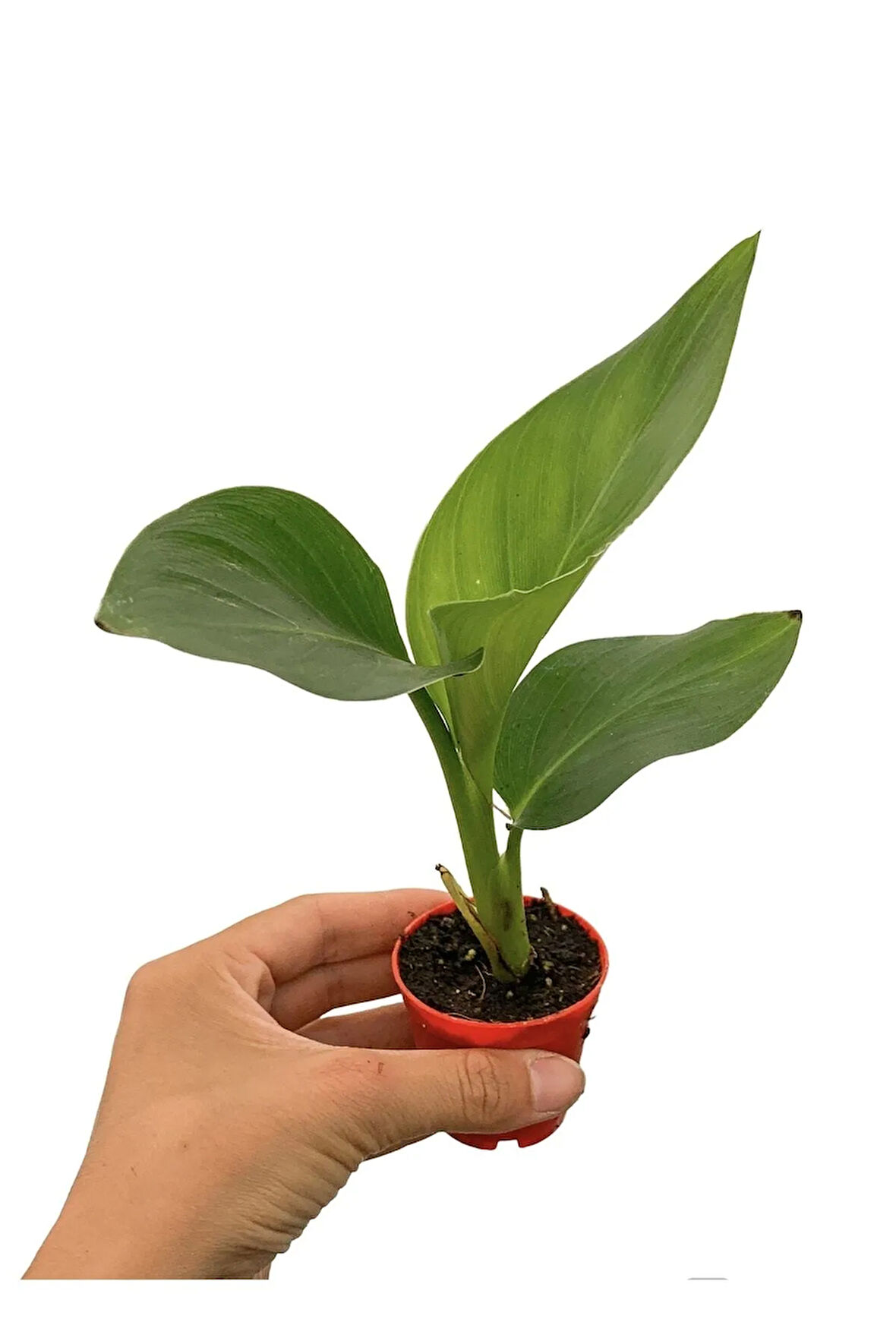 Mini Saksıda Starliçe Cennet Kuşu Çiçeği Strelitzia Nicolai