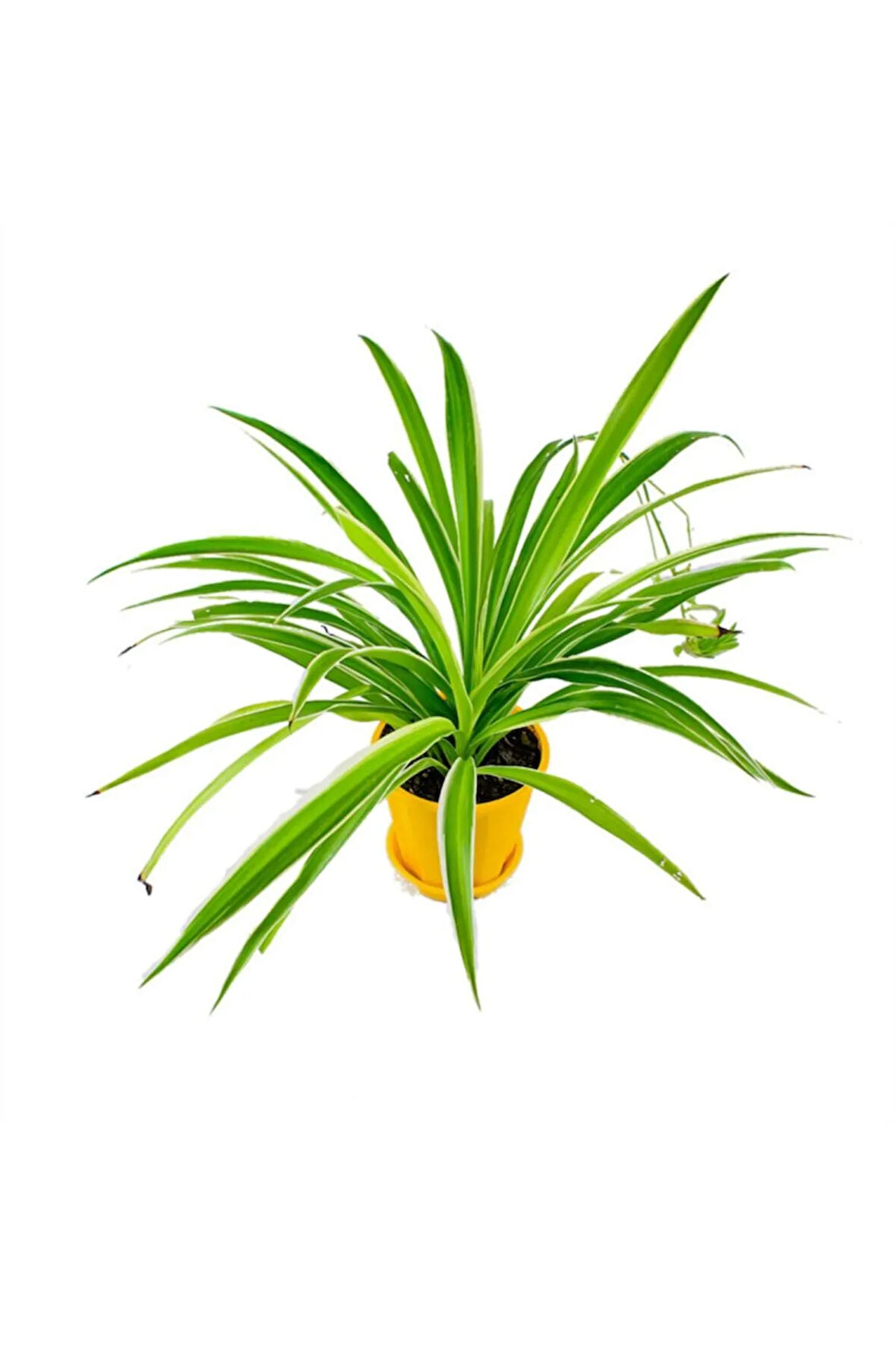 Çok Avantajlı Kurdele Çiçeği Chlorophytum