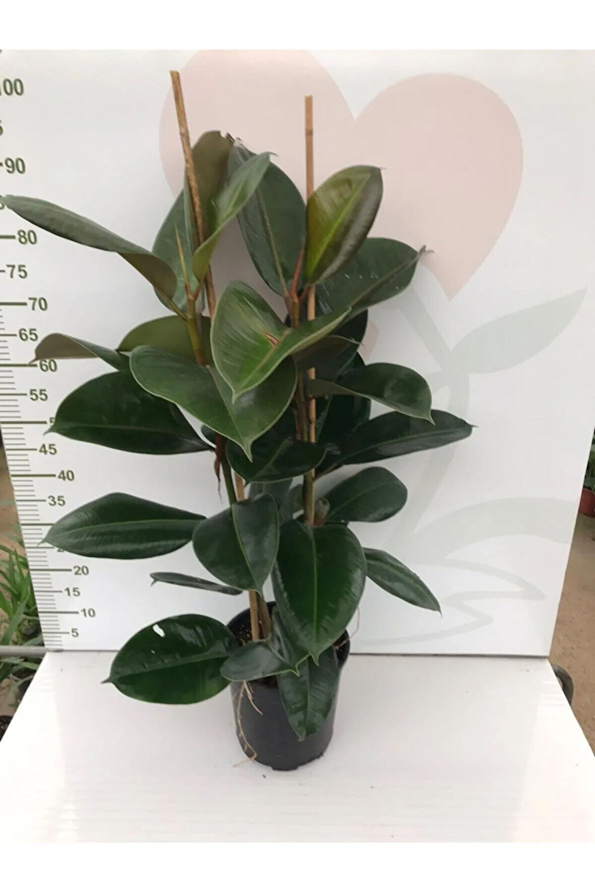 Kauçuk 2li Ofis Çiçeği