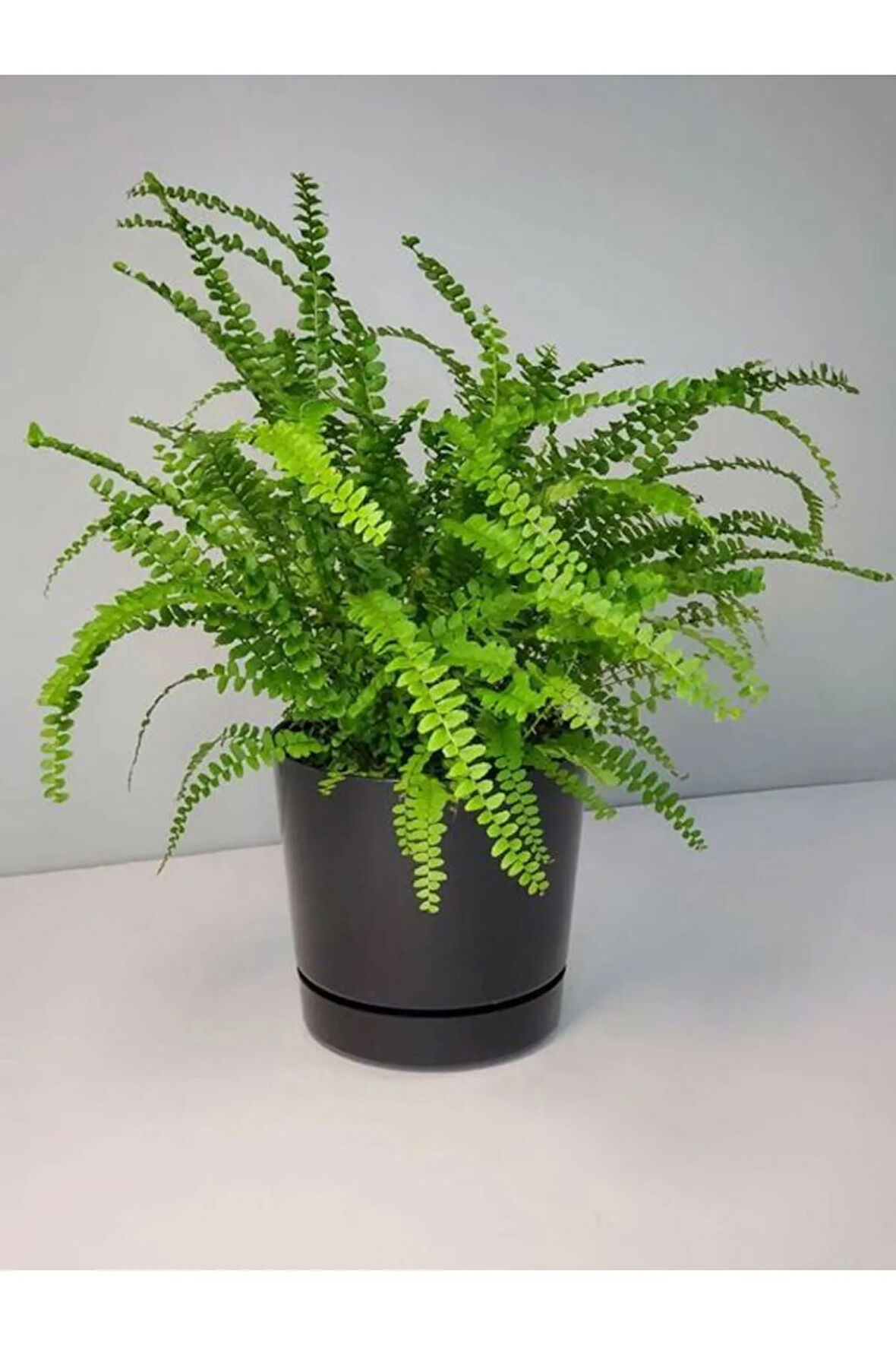 Videolu Aşk Merdiveni 1 Adet Saksılı/tüplü 30-40cm Iç Mekan Bitkisi (FUJER NEPHROLEPİS)