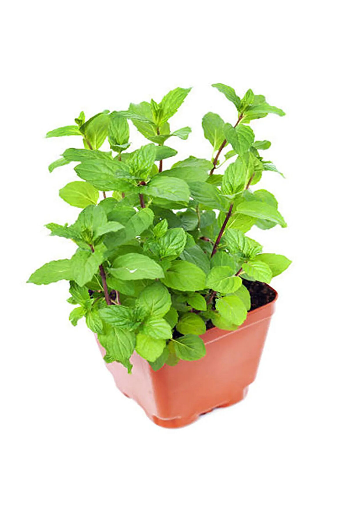 Videolu Mini Saksıda Nane Fidesi 1 Adet Saksılı/ Tüplü 10-15 Cm (MENTHA)