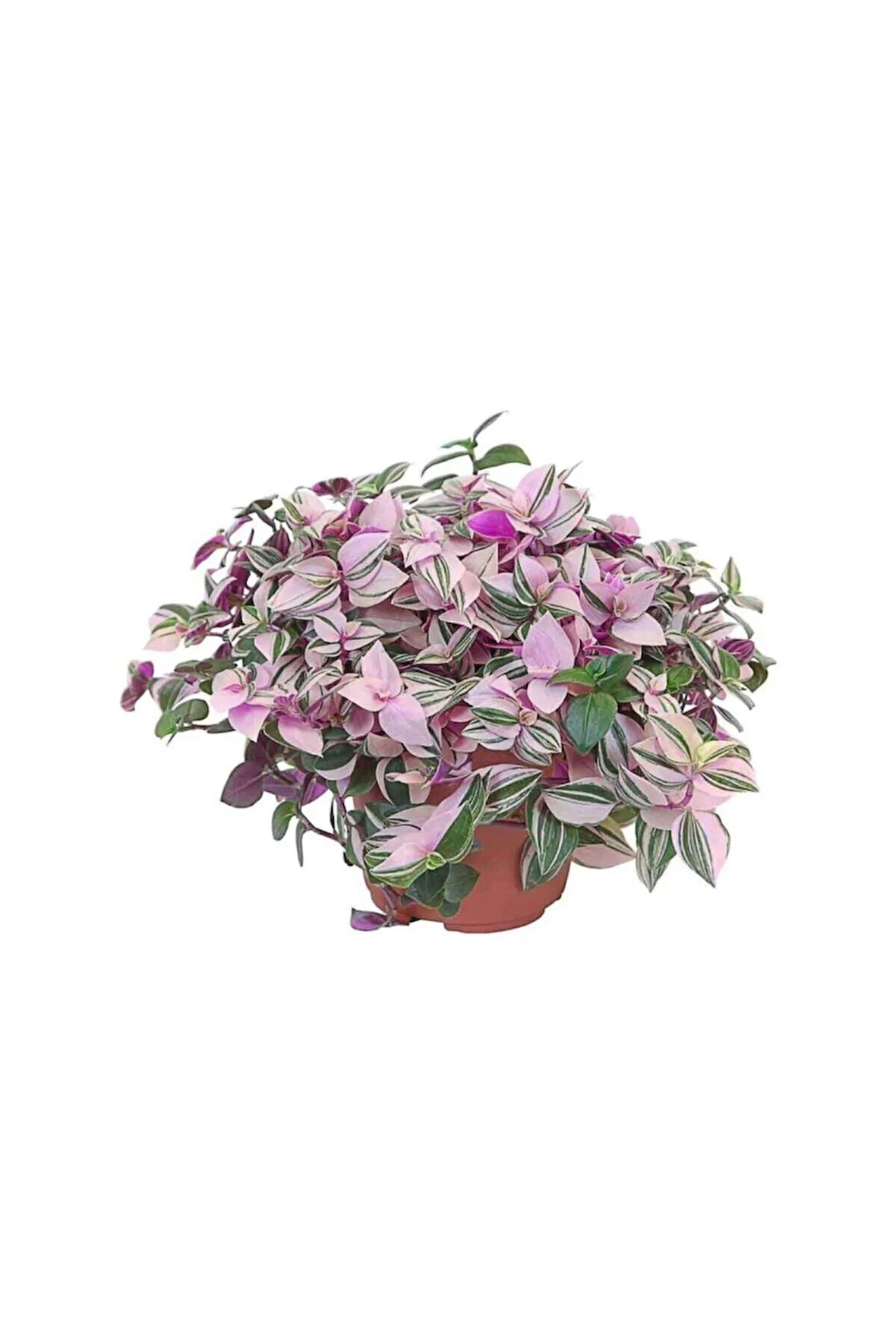 Videolu Pembe Beyaz Alacalı Telgraf Çiçeği 1 Adet Saksılı 15-30cm Ofis Bitkisi (TRADESCANTİA NANOUK)