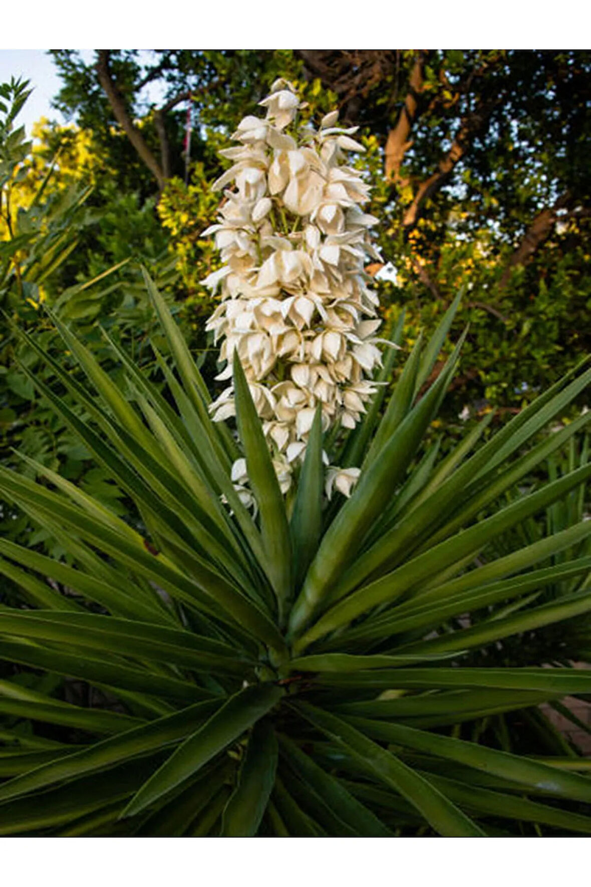 Videolu Avize Yukka Çiçeği 1 Adet Saksılı 80-100cm Iç Mekan Ev Ofis Bitkisi (YUCCA)
