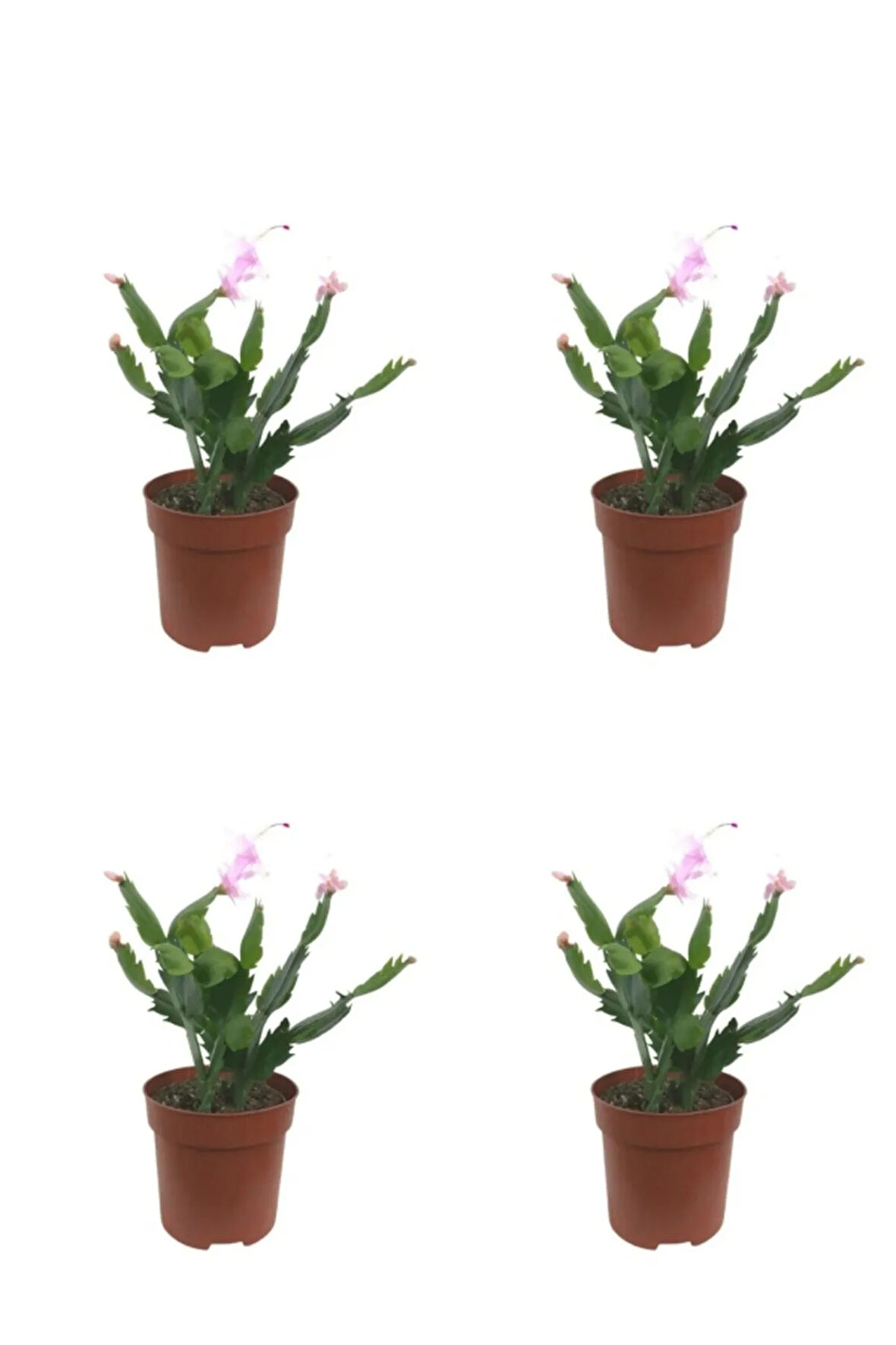 Videolu Pembe Renk Yılbaşı Çiçeği 4 Adet Saksılı 10-15cm Salon Bitkisi (PASKALYA)