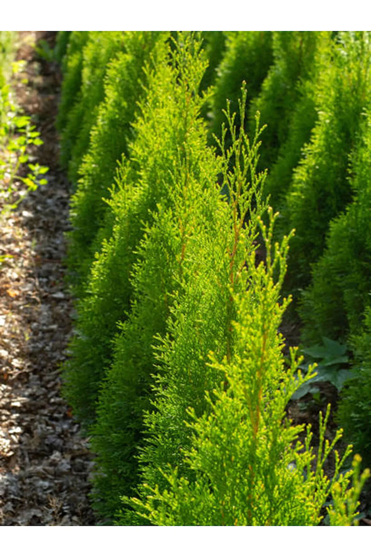 Videolu Ithal Limon Servi Çam Fidanı 1 Adet Saksılı/ Tüplü 30-50cm(CUPRESSUS MACROCARPA GOLDCREST)