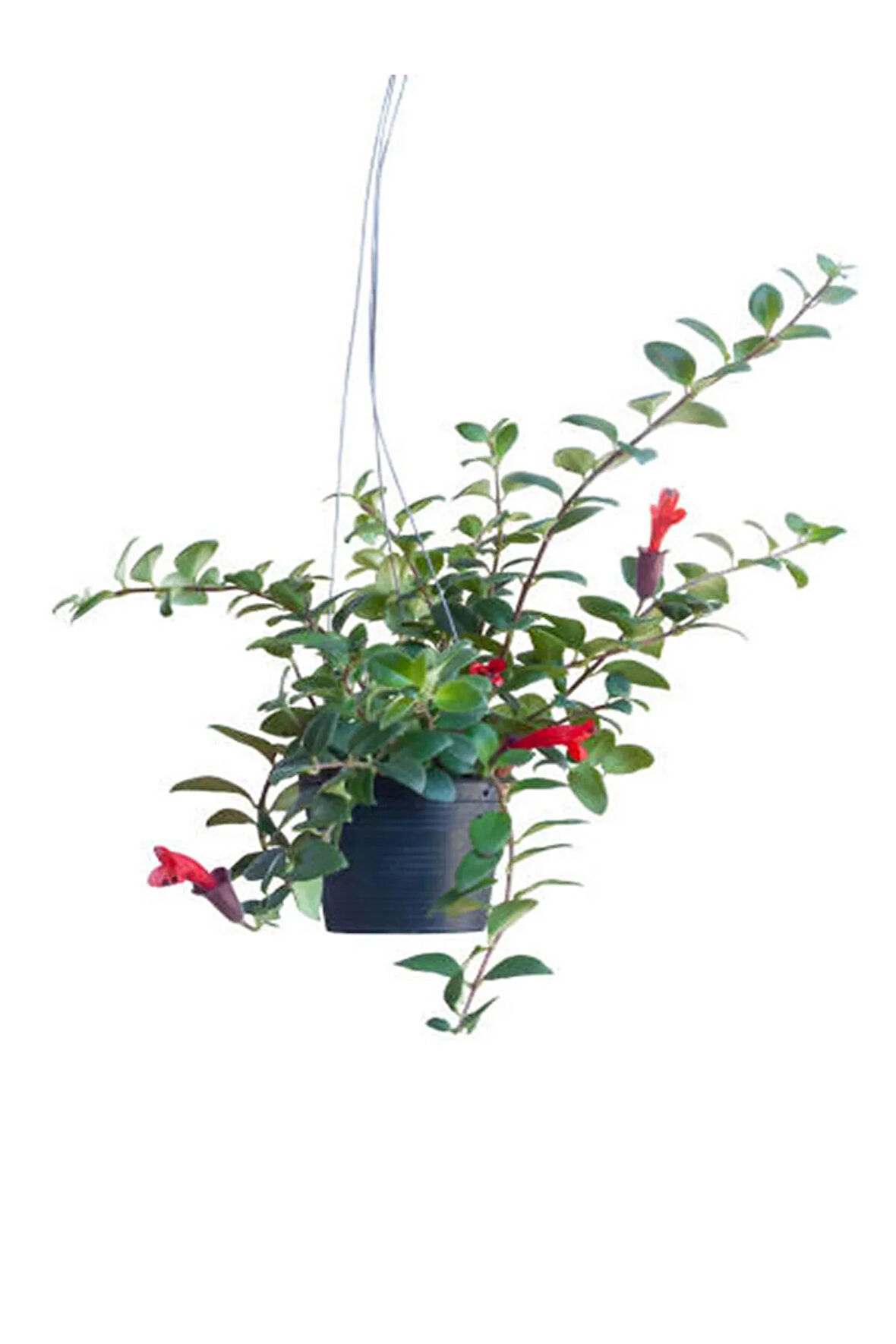 Videolu Sarmaşık Kırmızı Ruj Çiçeği 1 Adet Saksılı/tüplü 15-30cm Iç-dış Mekan Bitkisi(AESCHYNANTHUS)
