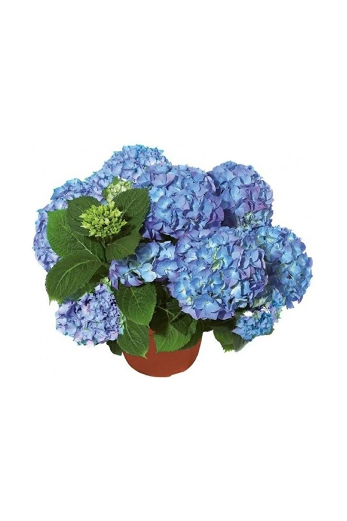 Ortanca Çiçeği Hydrangea Mavi 40 Cm Ev Bitkisi Ofis Bitkisi Bahçe Bitkisi