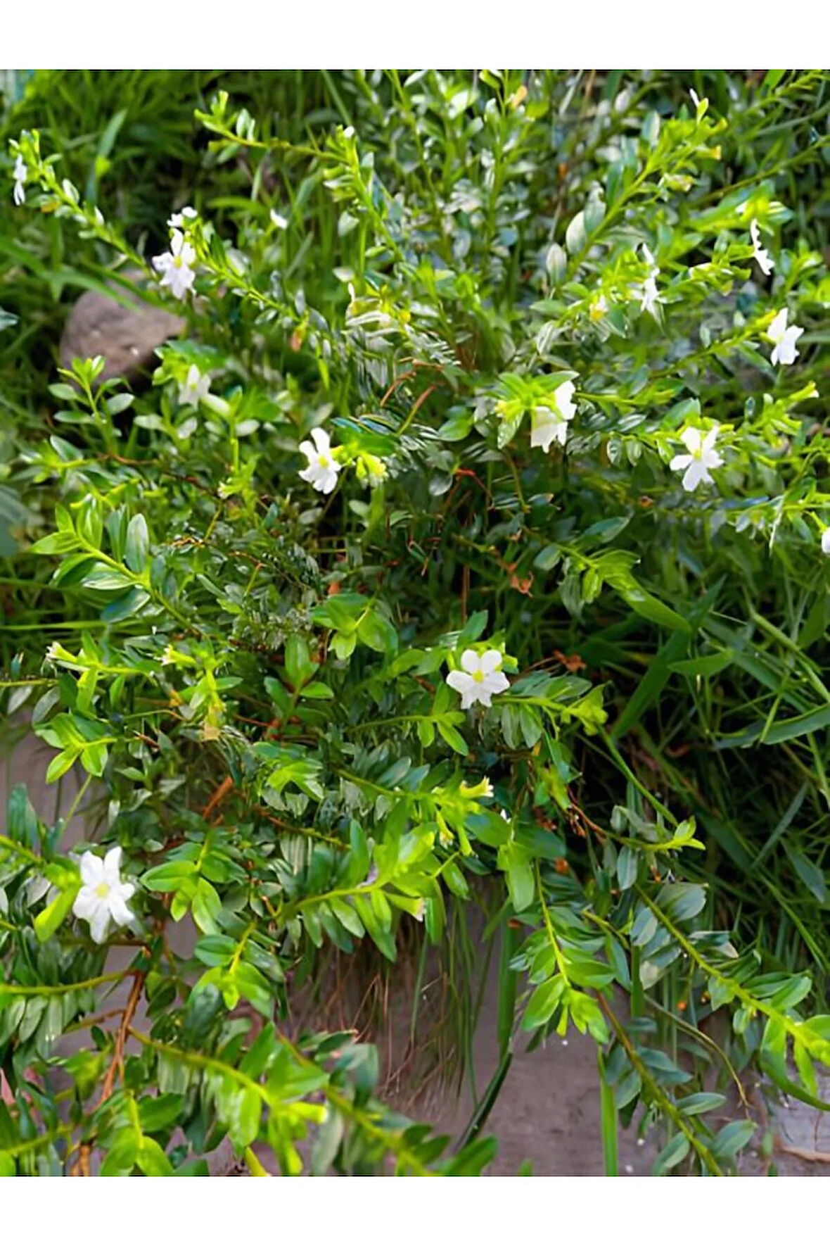 Videolu Beyaz Kufeya Cennet Çiçeği 1 Adet Saksılı 20-40cm Iç-dış Mekan Bitkisi (CUPHEA HYSSOPİFOLİA)