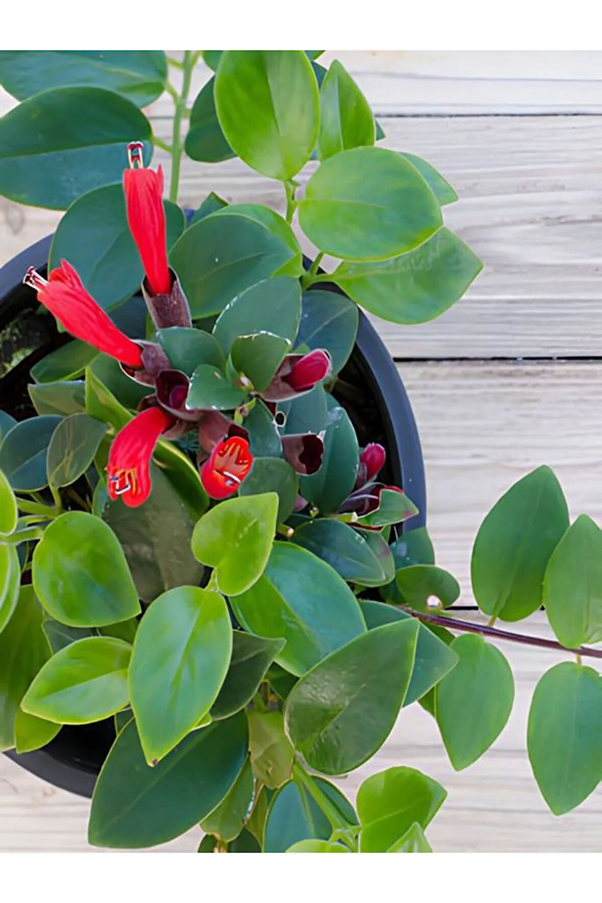 Videolu Aşinantus Ruj Çiçeği 1 Adet Saksılı 20-40cm Iç Mekan Salon Balkon Teras Bitkisi