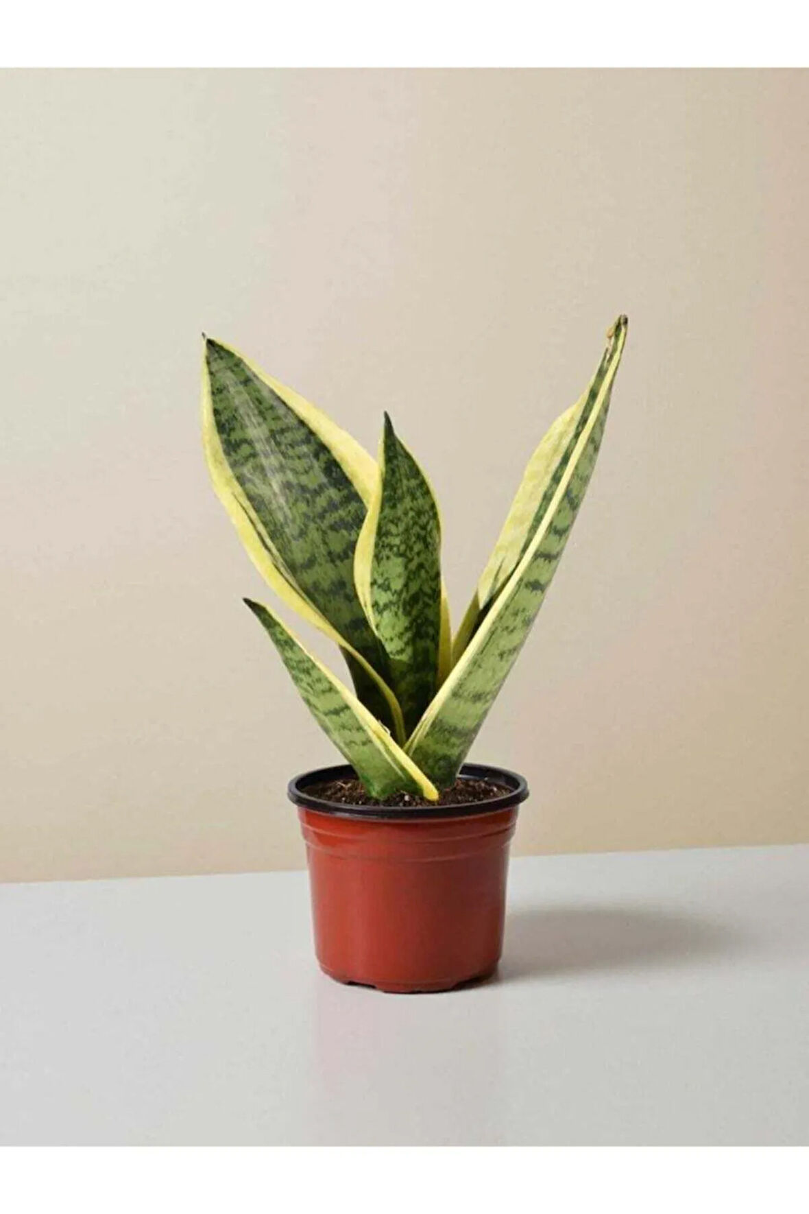 Kılıç Çiçeği 30 40 Cm Paşa Kılıcı Sansevaria Peygamber Kılıcı Çiçeği