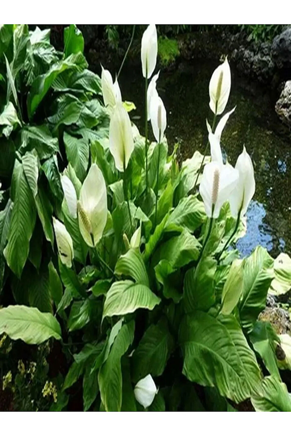 Videolu 1 Adet Beyaz Barış Çiçeği 50-70 Cm Saksılı Iç Mekan Bitkileri Spathiphyllum