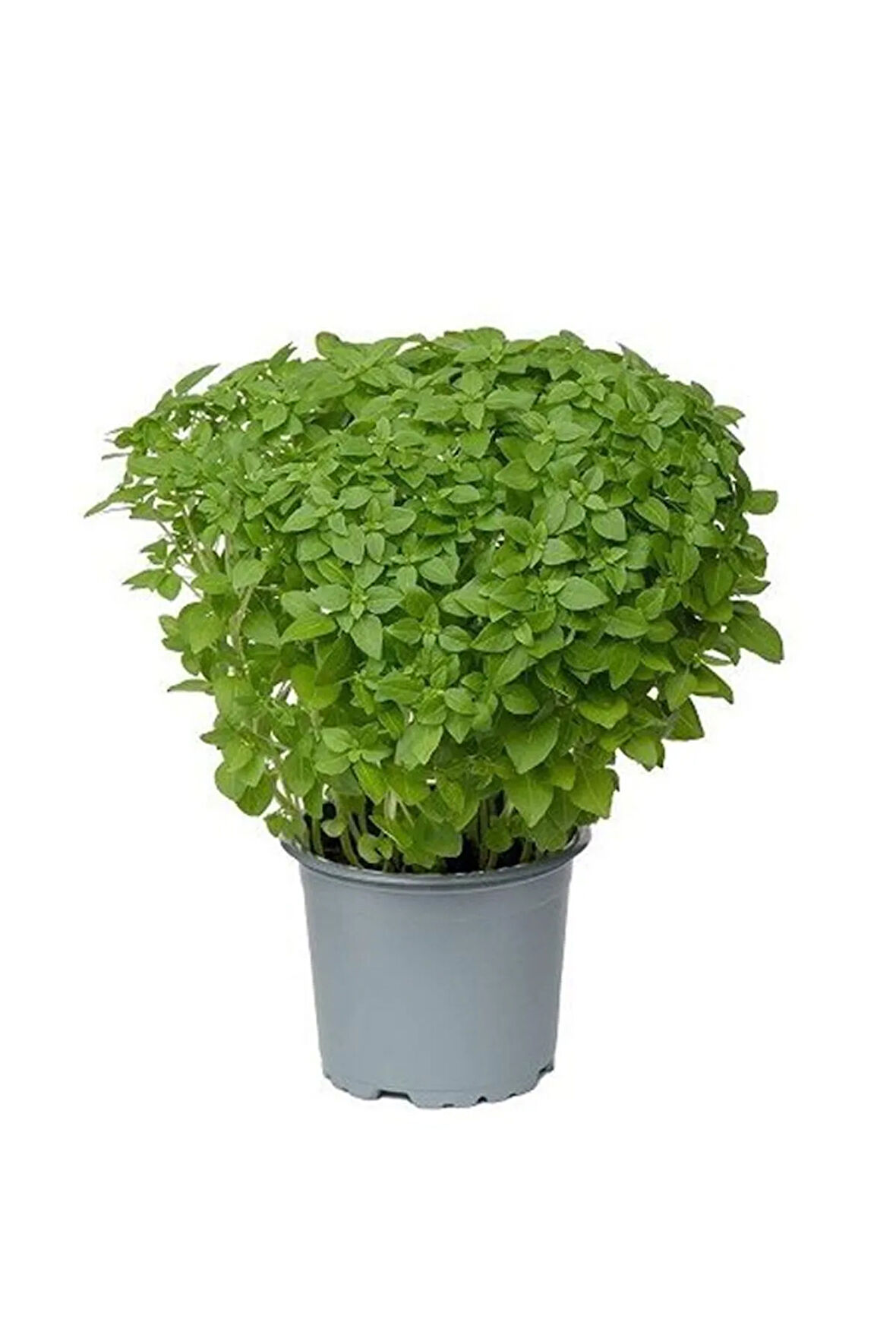 Videolu Kokulu Top Fesleğen 1 Adet Saksılı/ Tüplü 10-20cm Iç Mekan Ofis Bitkisi (OCİMUM BASİLİCUM)