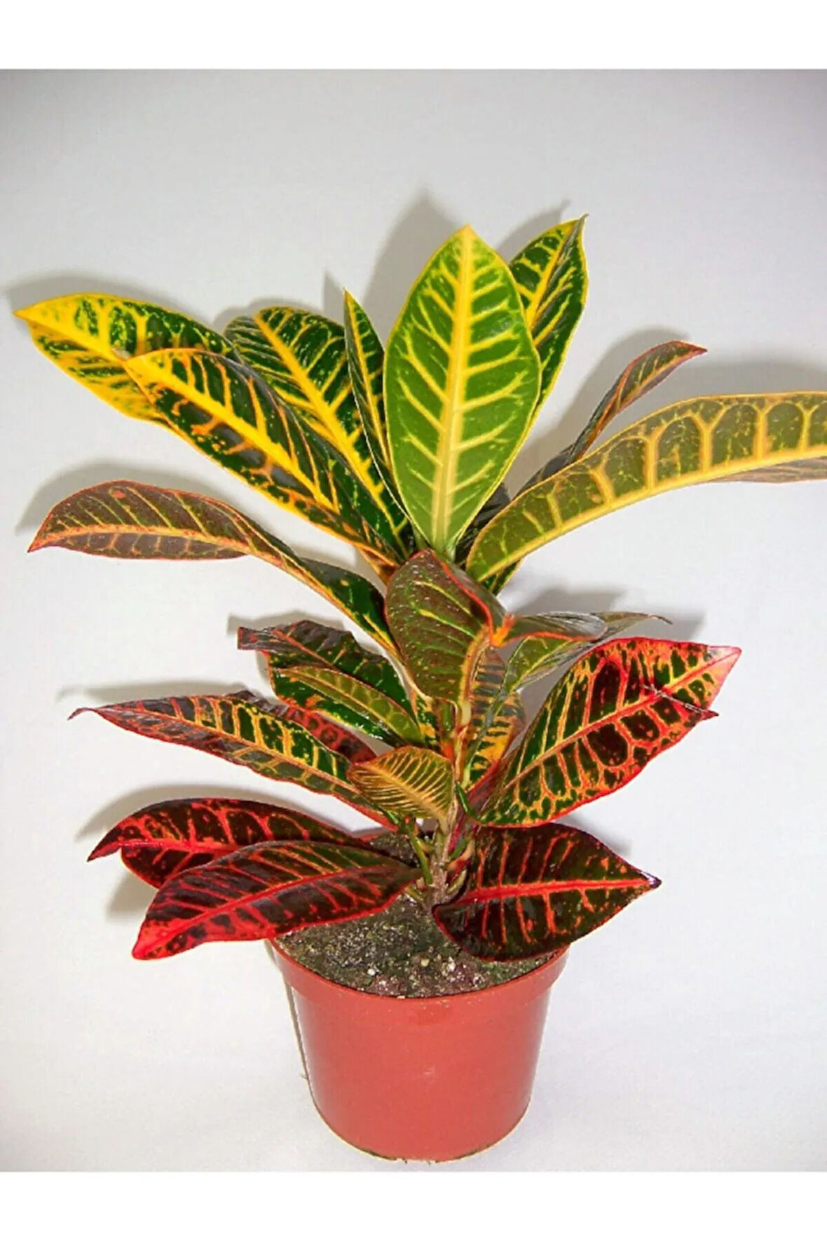 Videolu 1 Adet Kraton Çiçeği 20-30 Cm Saksılı Iç Mekan Bitkileri Codiaeum Variegatum