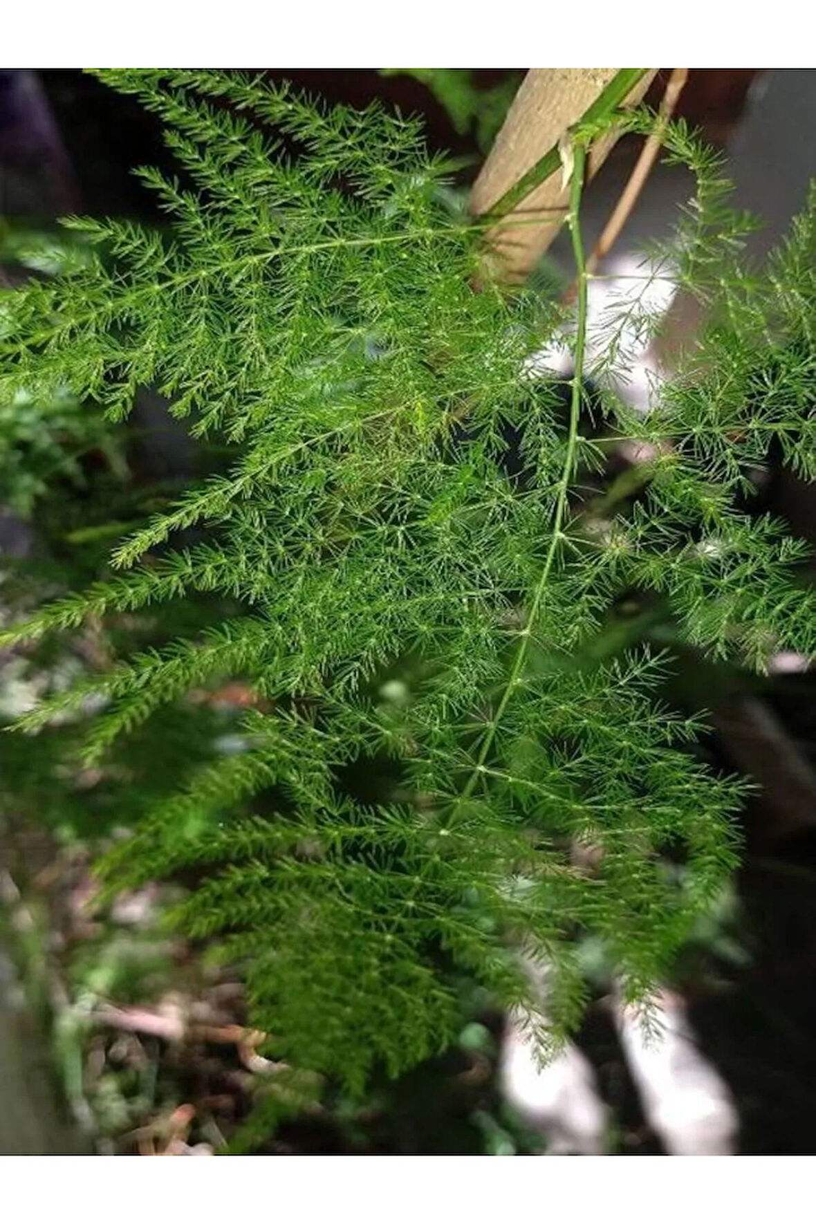 Videolu Salon Tülü Kuşkonmaz Bitkisi 1 Adet 25-40 Cm Iç Mekan Salon Ev Bitkisi Ofis(ASPARAGUS)