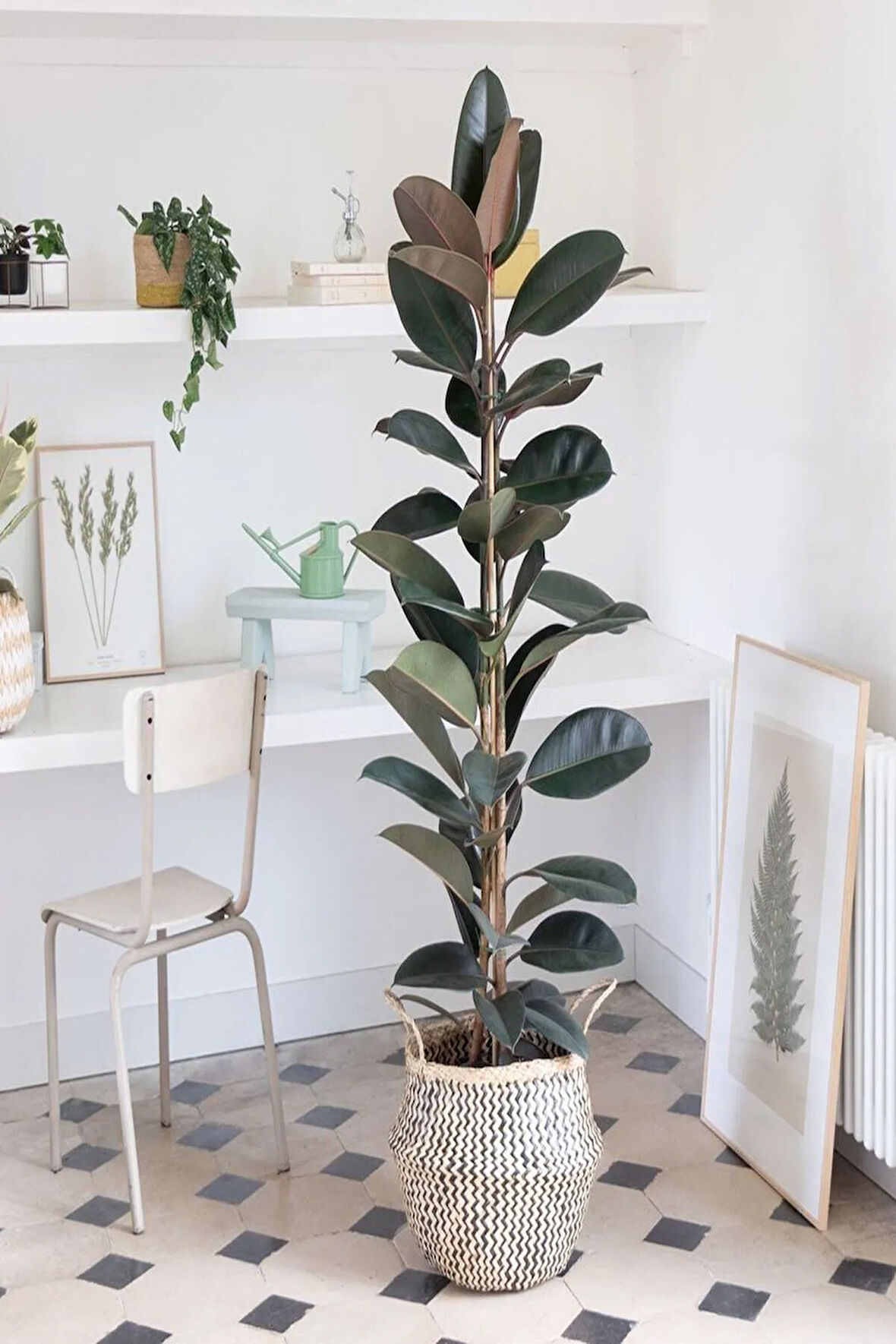 Kauçuk Bitkisi 2 Köklü 60-80 Cm