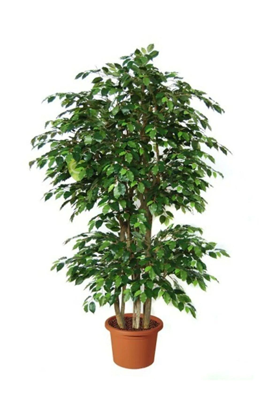 Benjamin Bitkisi Salon Bitkisi